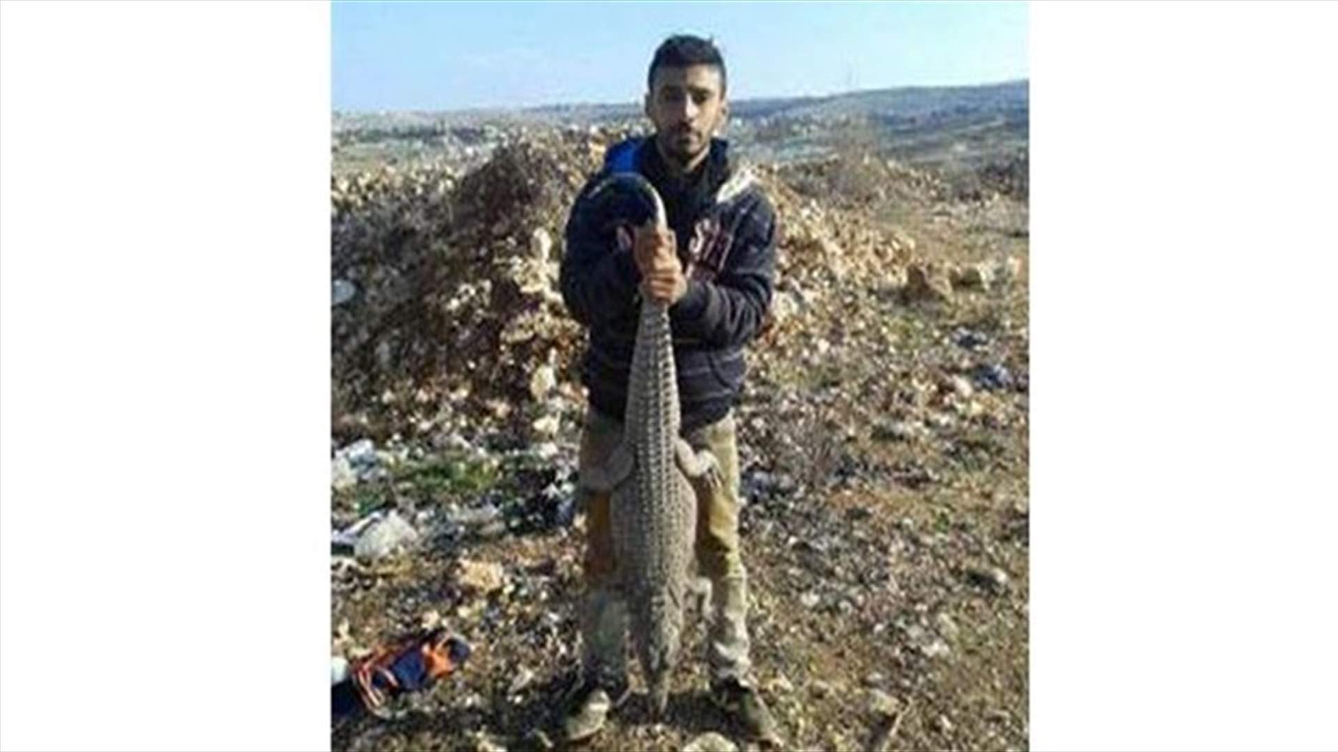 Lebanese national shoots crocodile dead in Haris