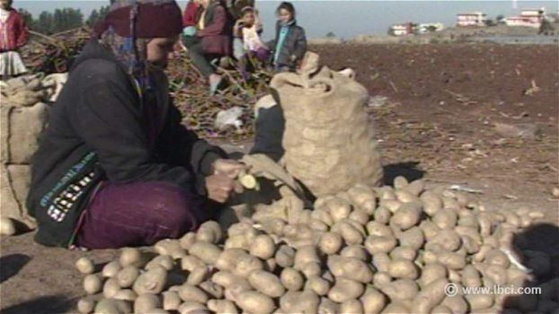 REPORT: Farmers look for better potato harvest in Akkar
