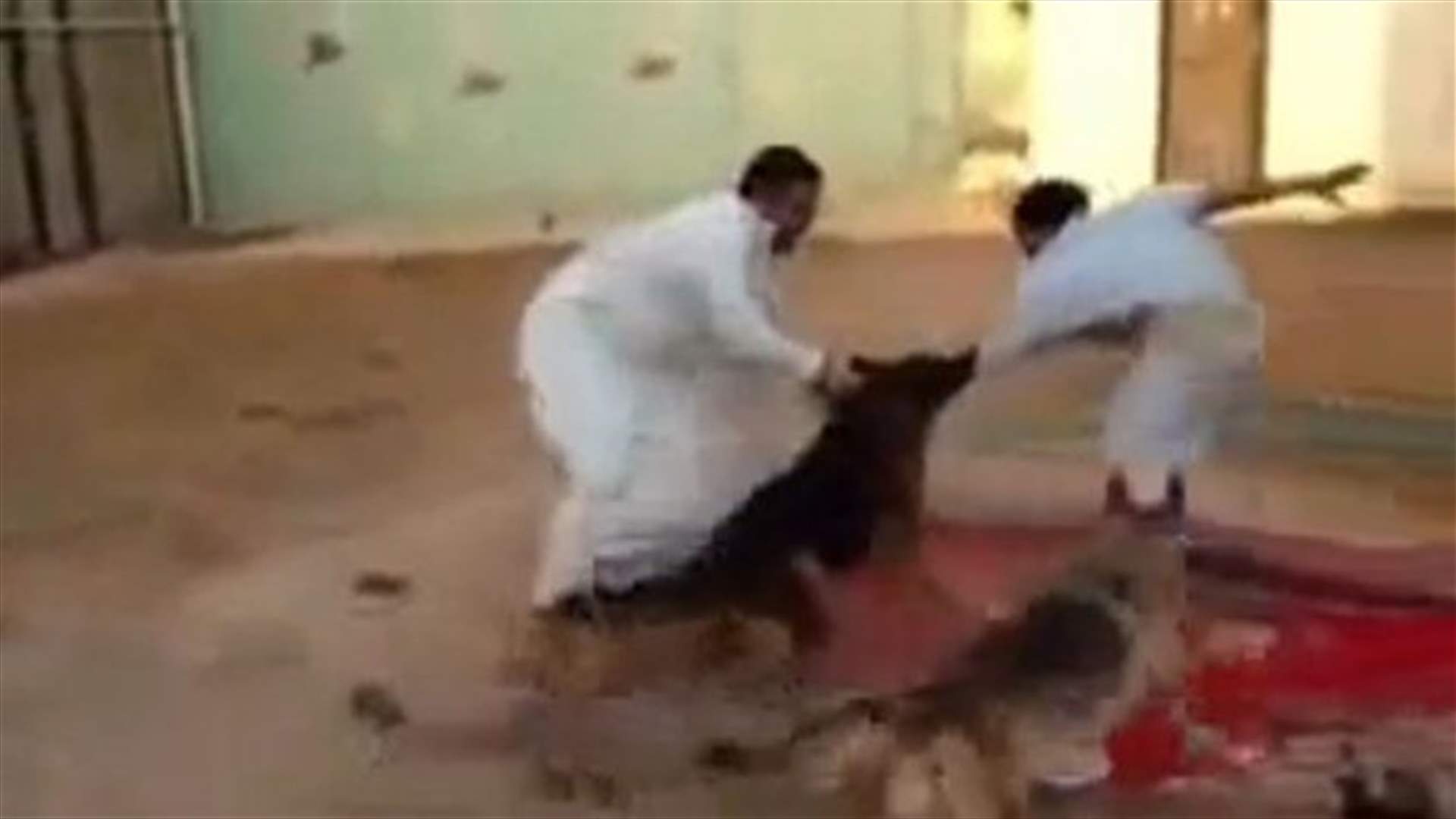 VIDEO: Saudi dogs prank goes wrong