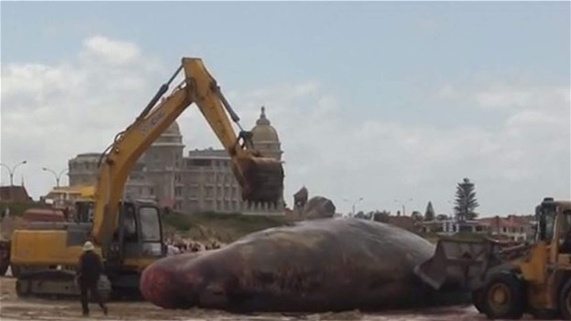 PHOTOS: Dead whale found on Uruguay beach buried
