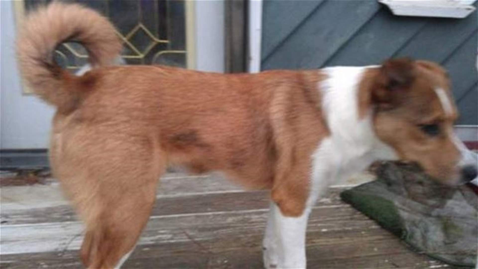 Ohio woman offers beer, smokes as lost dog reward