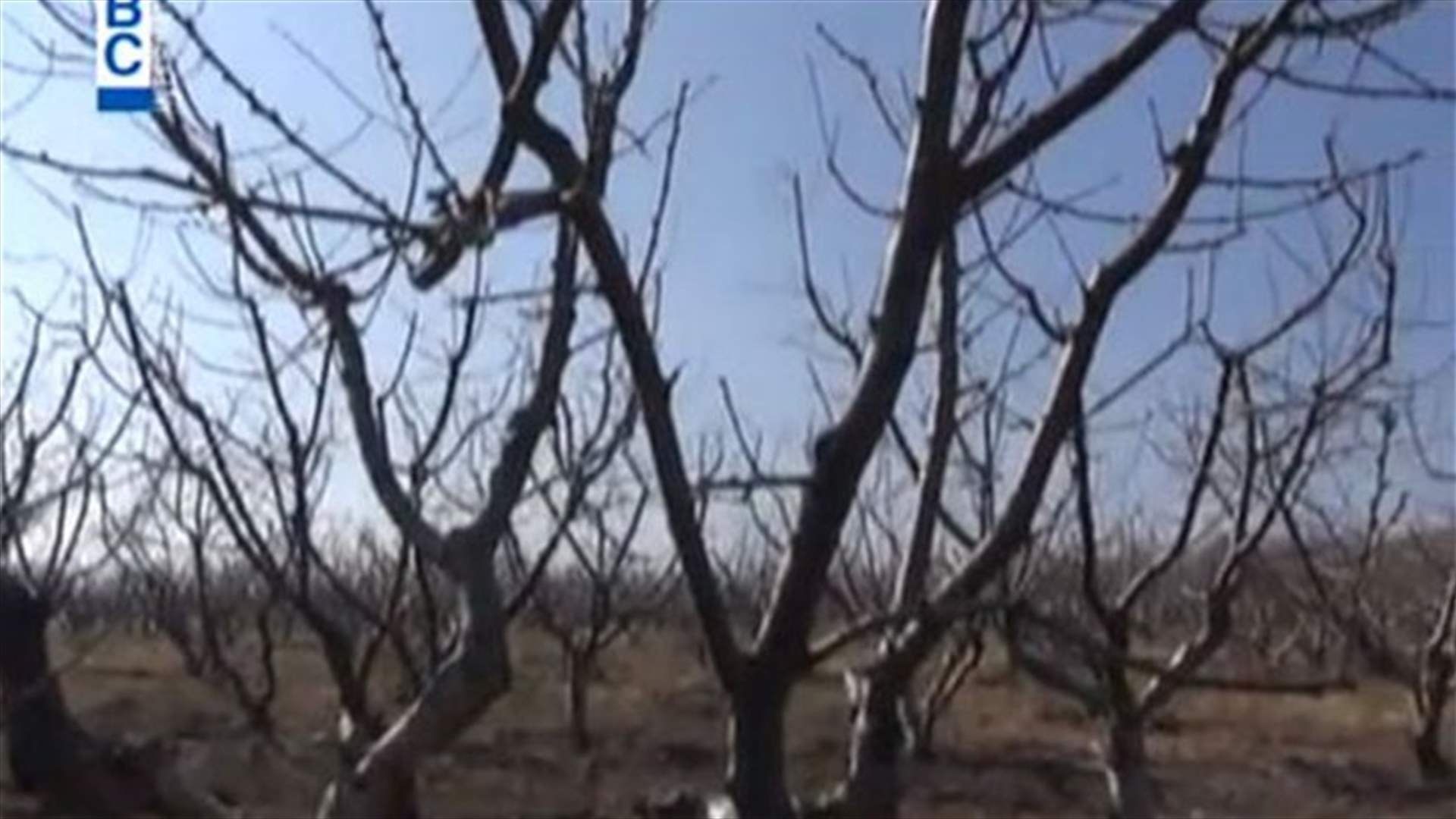REPORT: European remedy imported to save fruit trees amid unusual weather conditions  