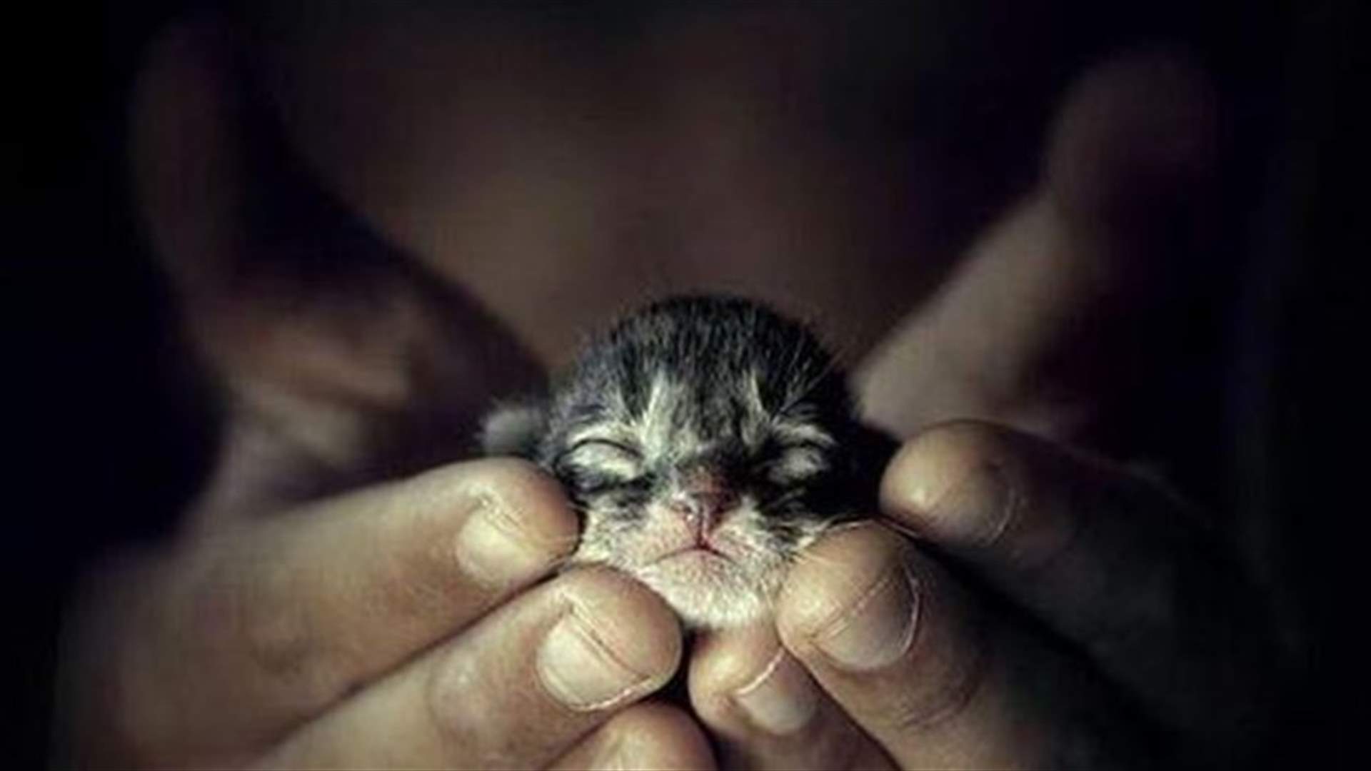 2013 most amazing animal rescue stories!