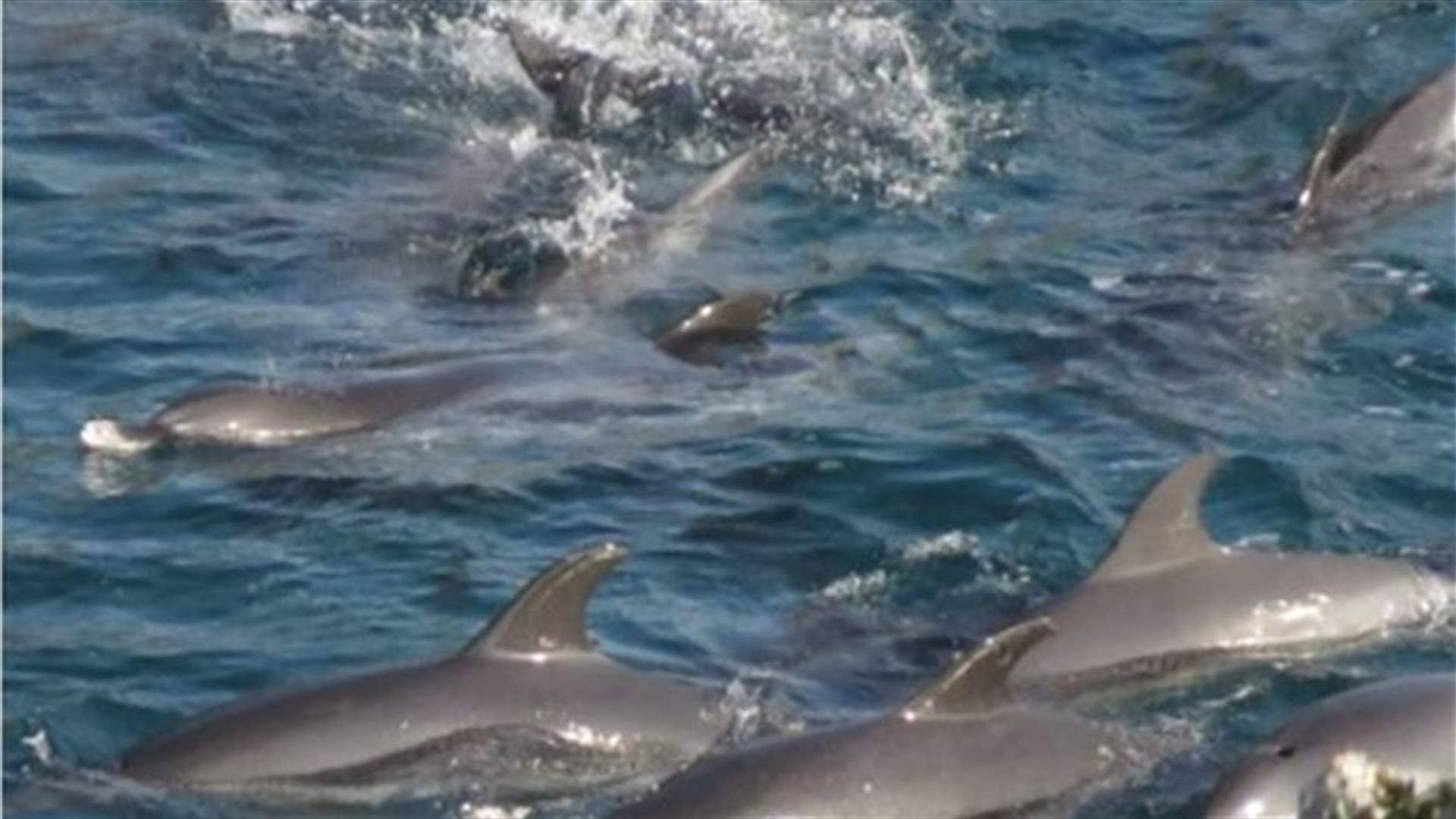 Japanese fisherman slaughter dolphin families in notorious cove  