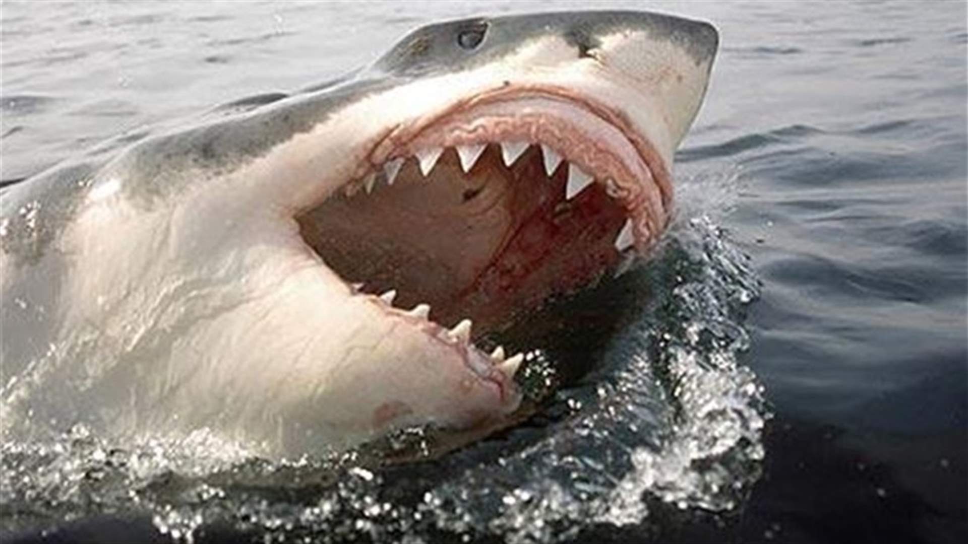 Australia’s shark culling policy begins amid environmental outrage  