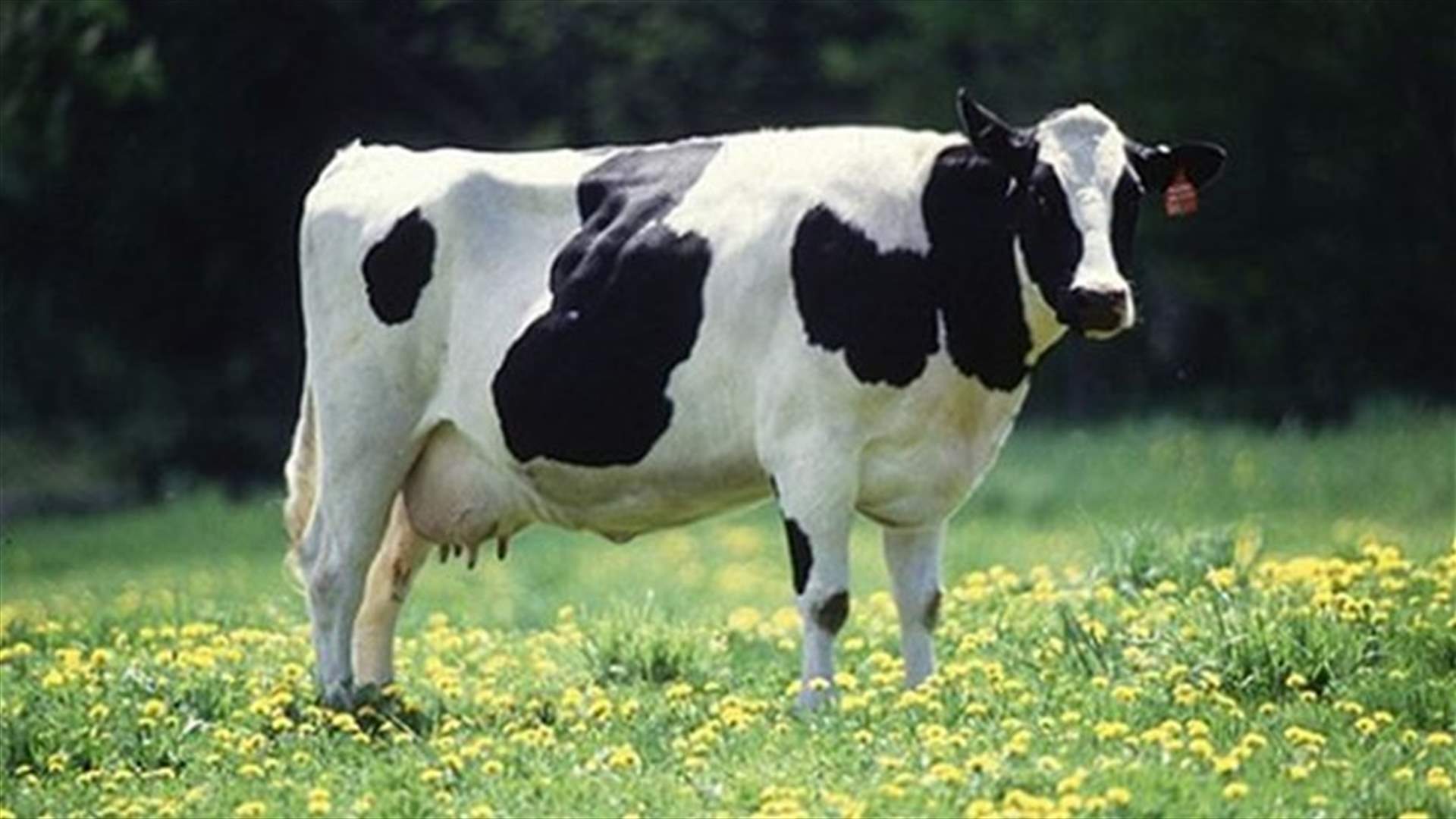 Gassy German cows blamed for barn explosion