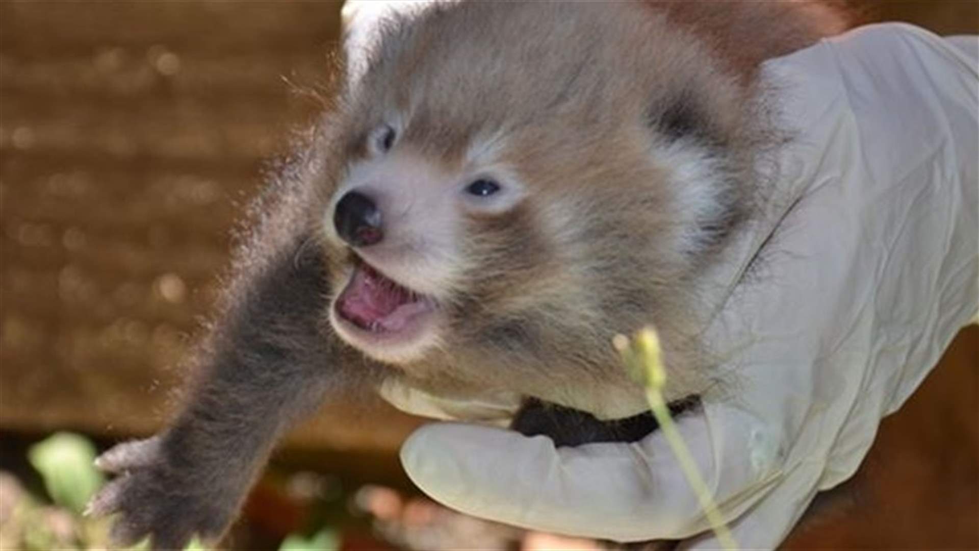 New Zealand zoo welcomes birth of twin Nepalese red panda cubs 