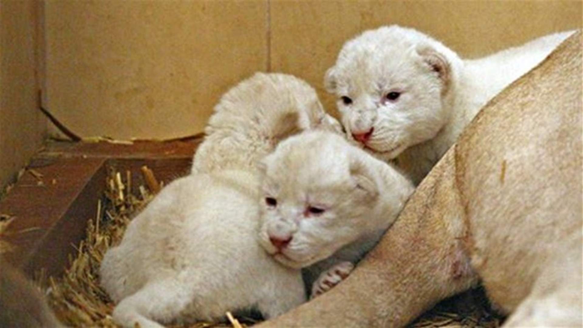 Rare white lion triplets born in Poland