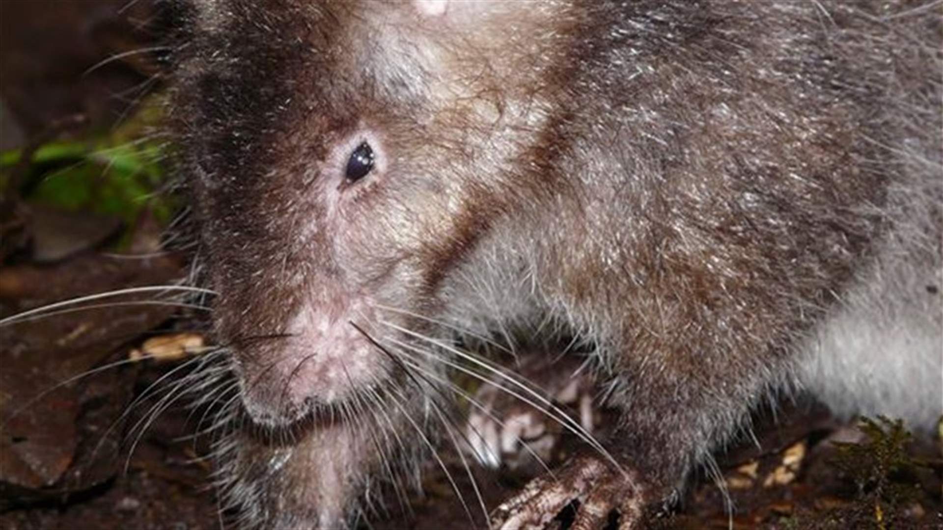 Study suggests rats as big as sheep may soon evolve 