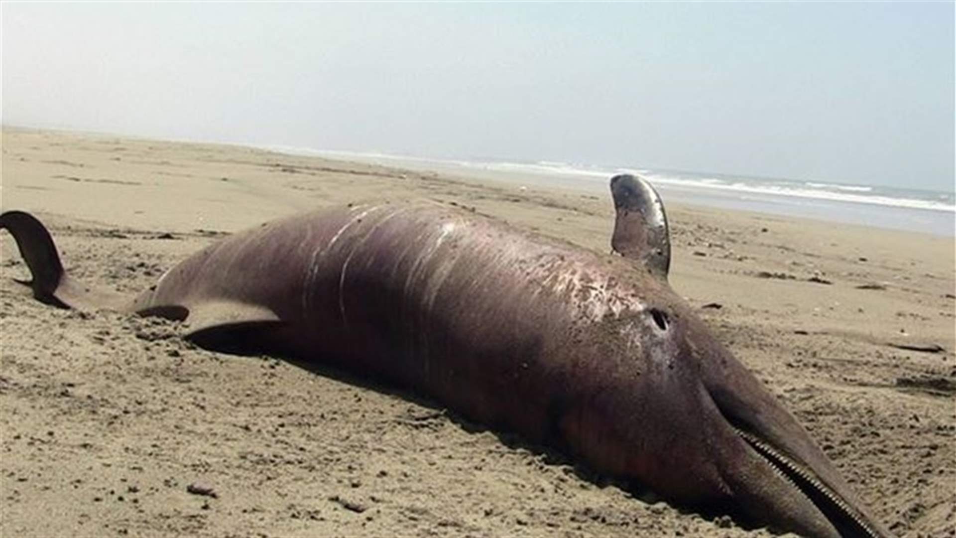 More than 400 dead dolphins found on Pacific Ocean beaches 
