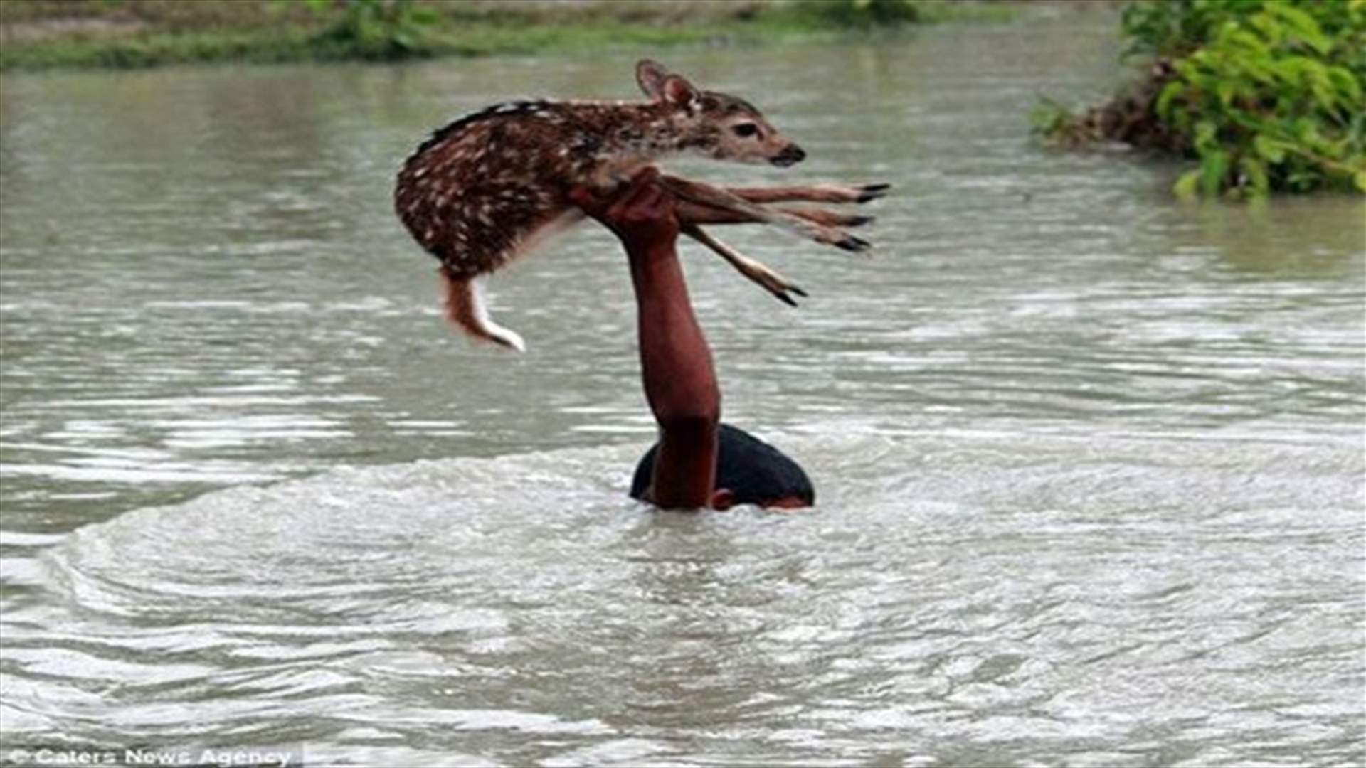 Brave boy risks his life to save drowning deer in Bangladesh river