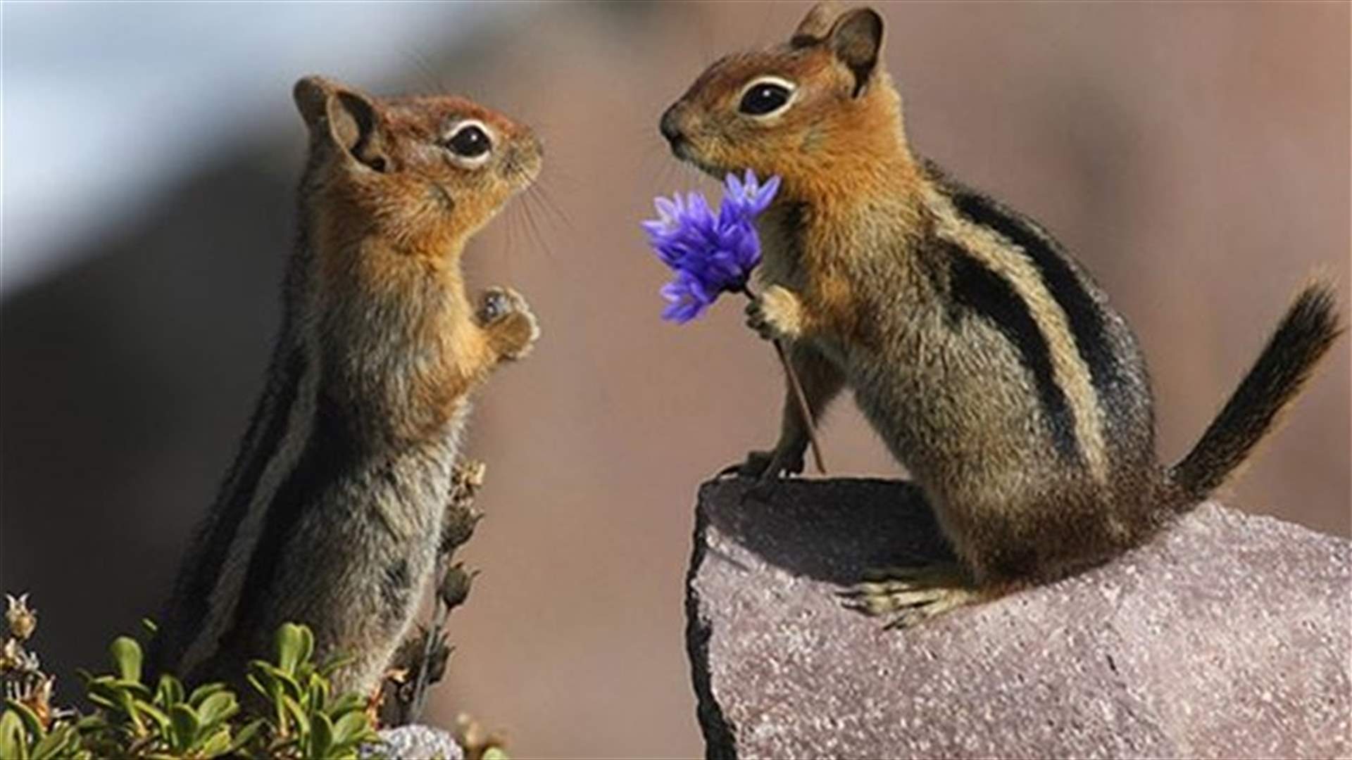 The top Valentine's day gestures