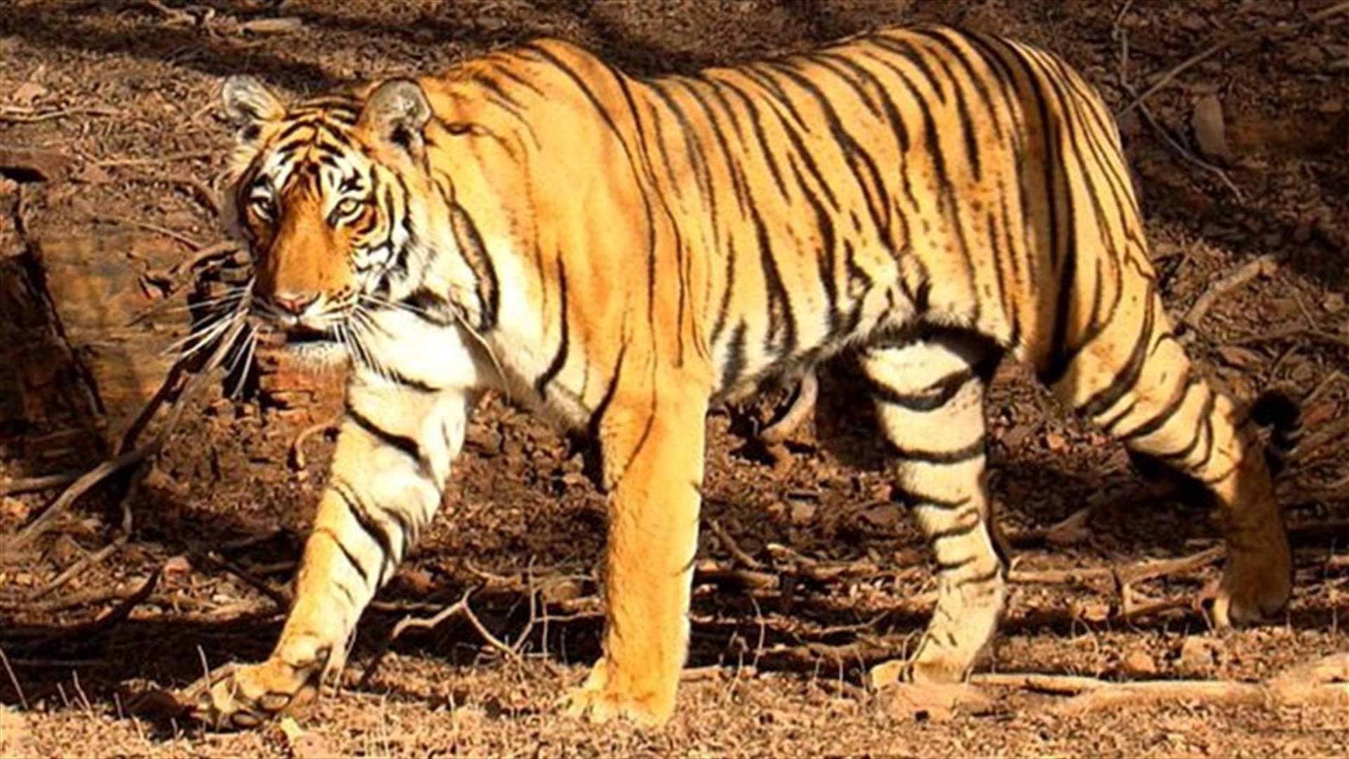 Tiger evades hunters, kills 10th victim in India