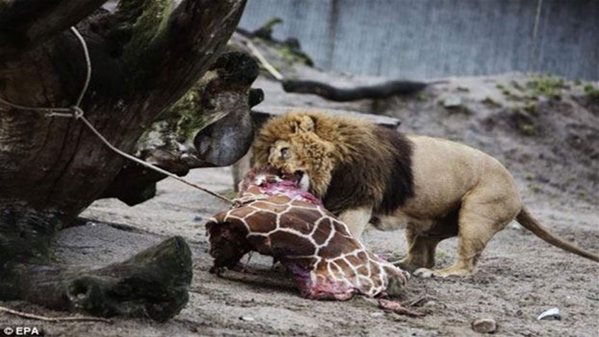 Zookeepers kill baby giraffe, throw carcass to lion before the eyes of children