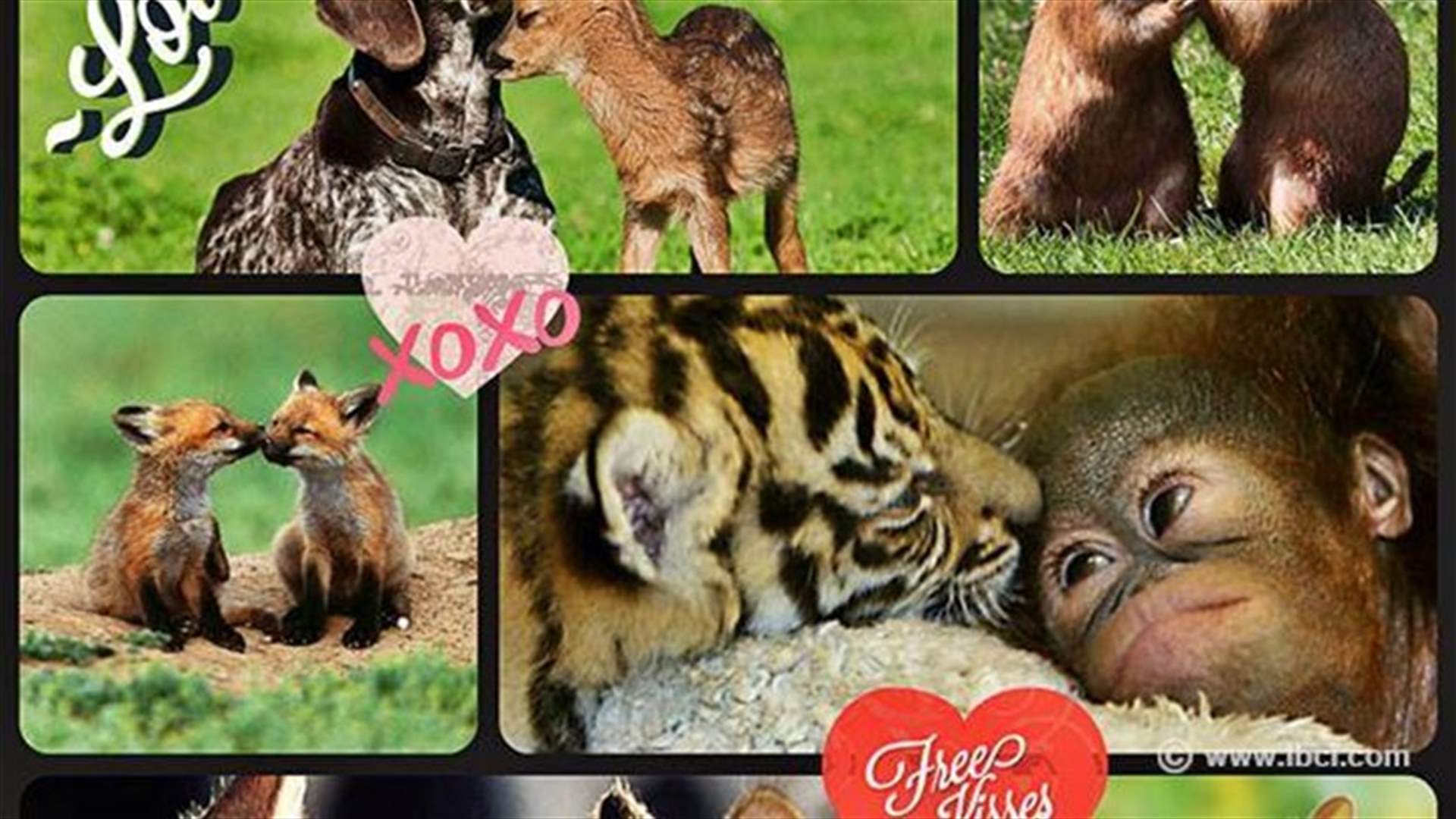 The cutest animal couples