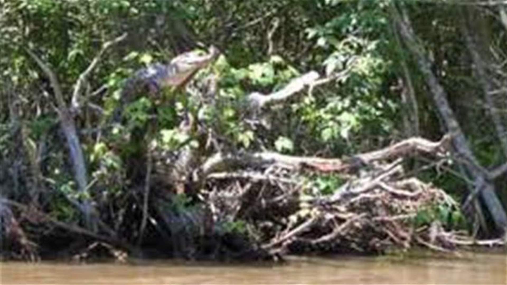 Crocodiles can climb trees: researchers