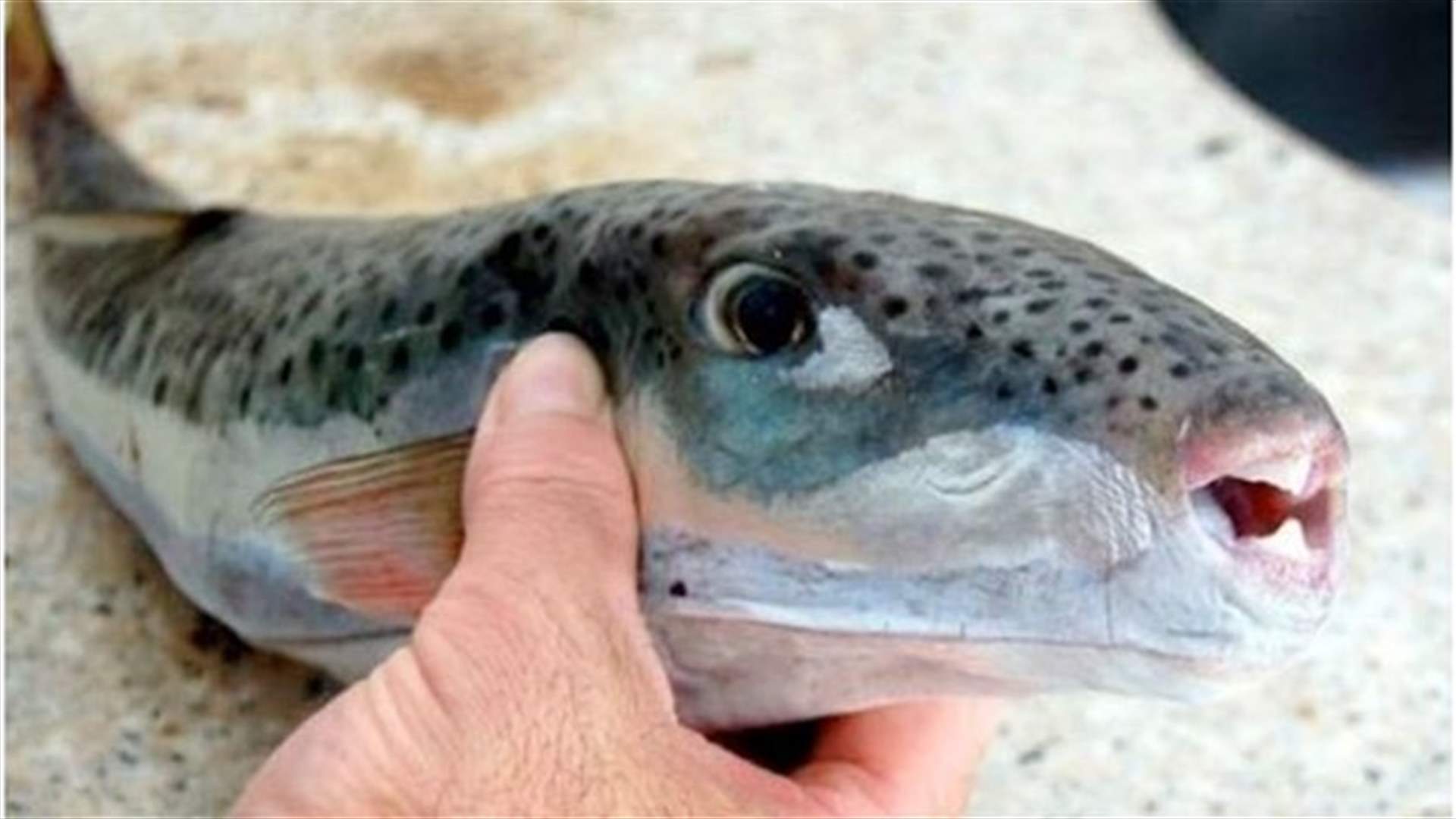سمكة الأرنب تهدد التونسيين    