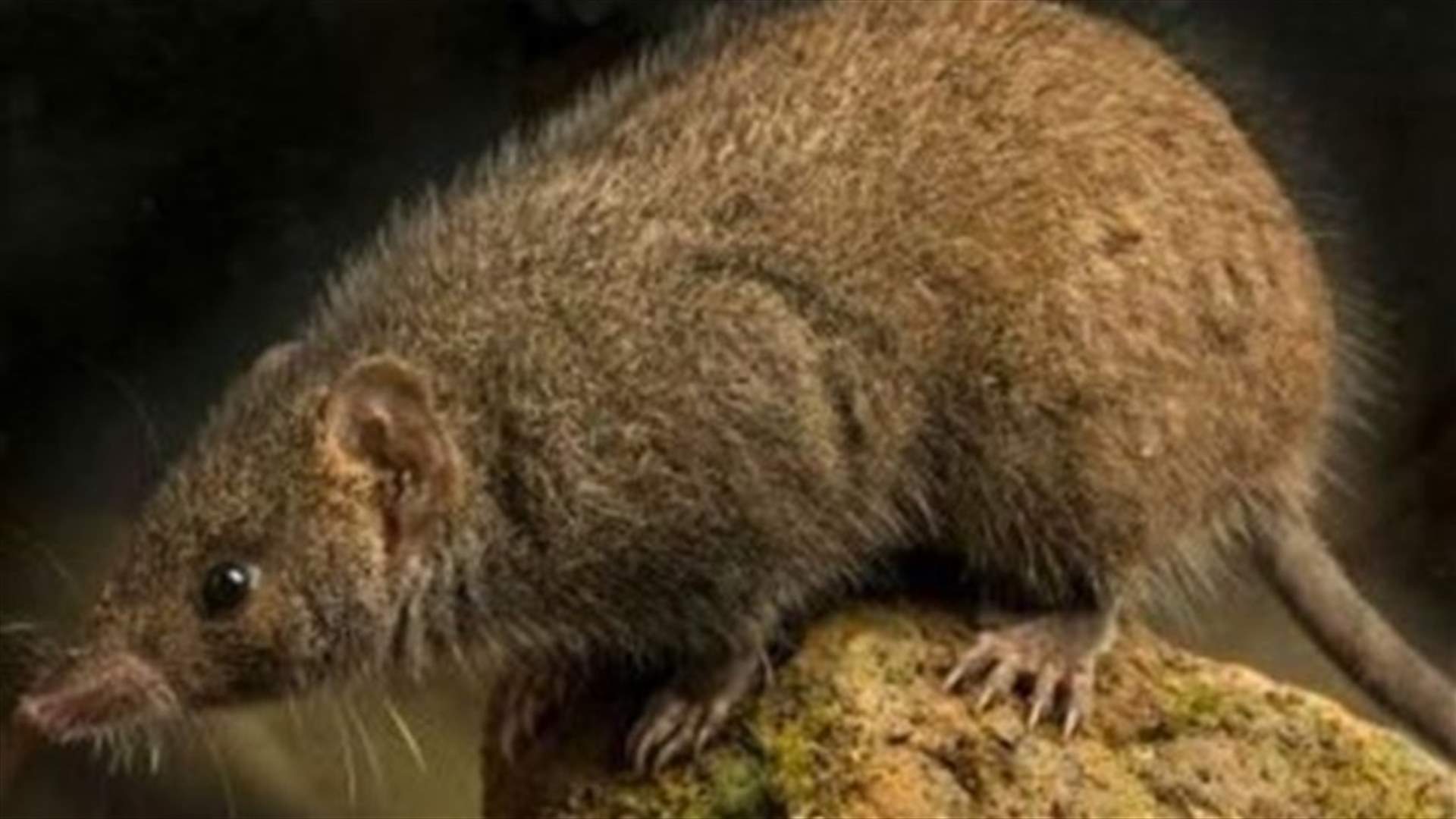 جلسات جماع تستمر 14 ساعة تنتهي بموت الذكر