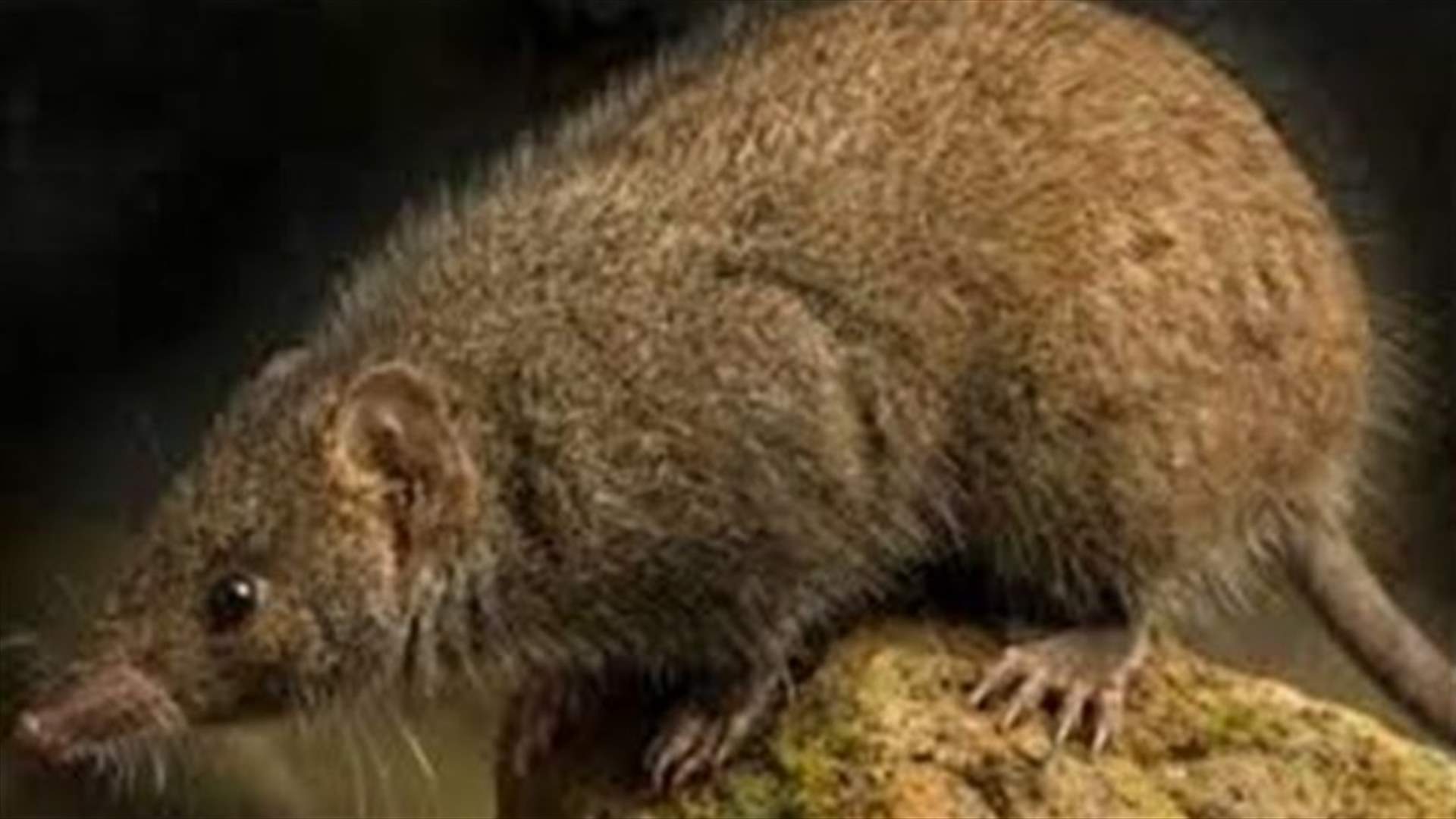 Australian scientists discover new marsupial known for fatal sex