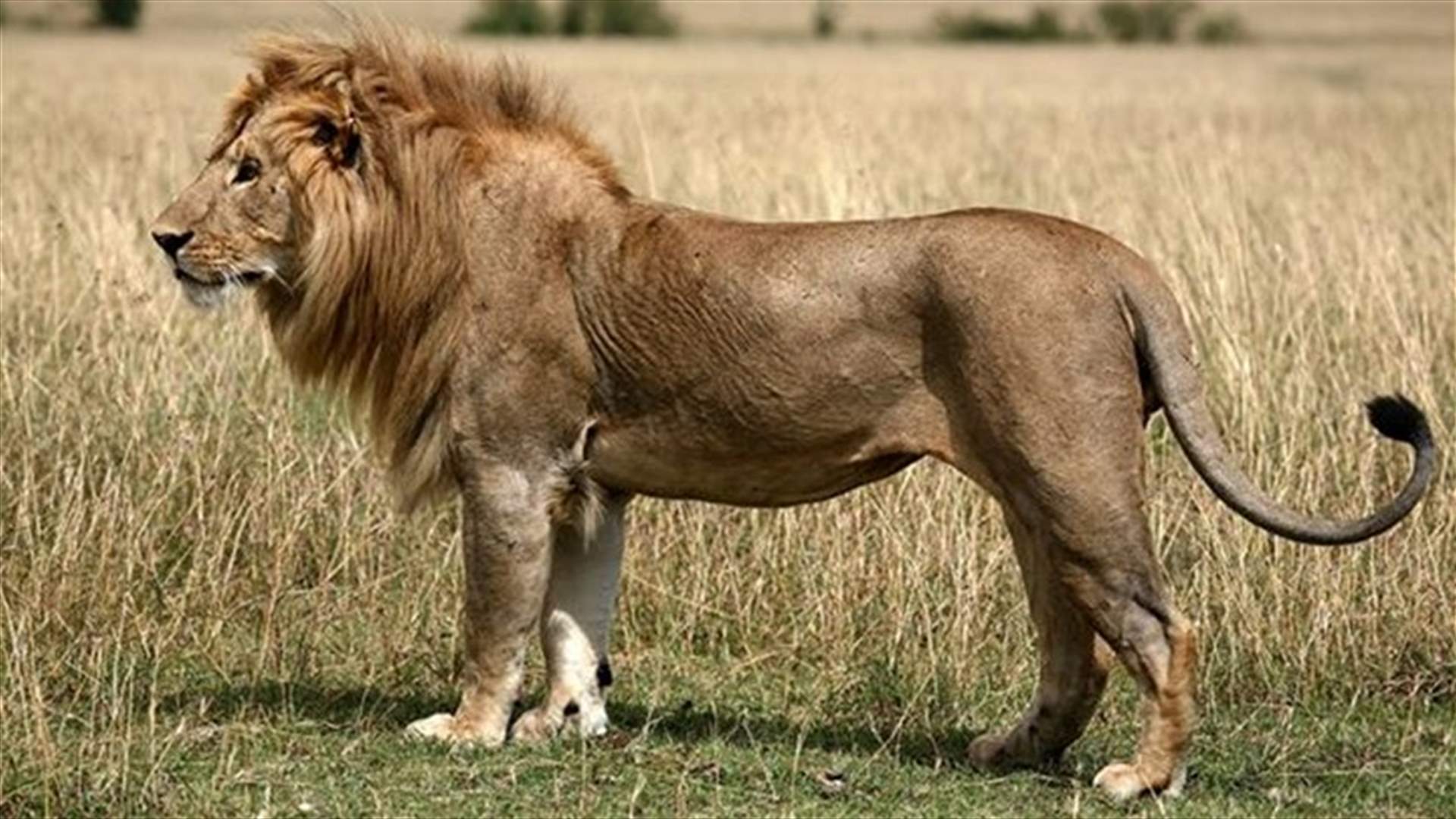 كيف قتلت طفلة في الـ 11 أسدا هاجمها؟