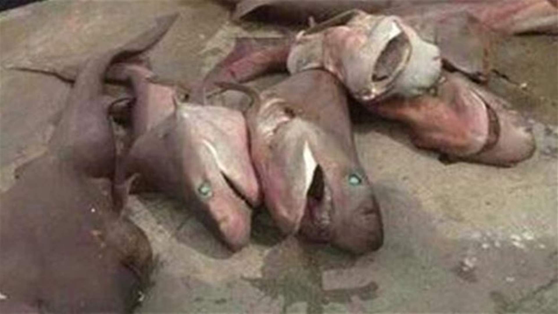 اصطياد 6 أسماك من نوع كلاب البحر بالقرب من شاطىء طرابلس