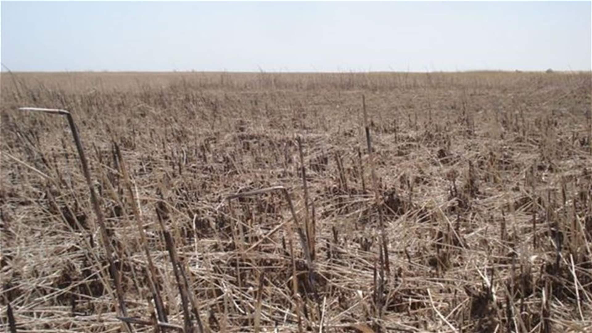 Middle East drought a threat to global food prices