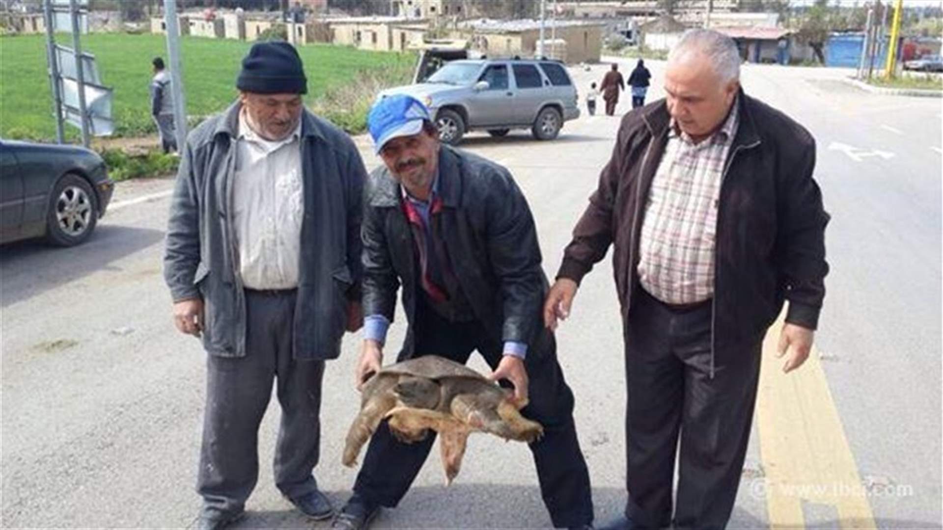 Giant turtle found in Akkar 