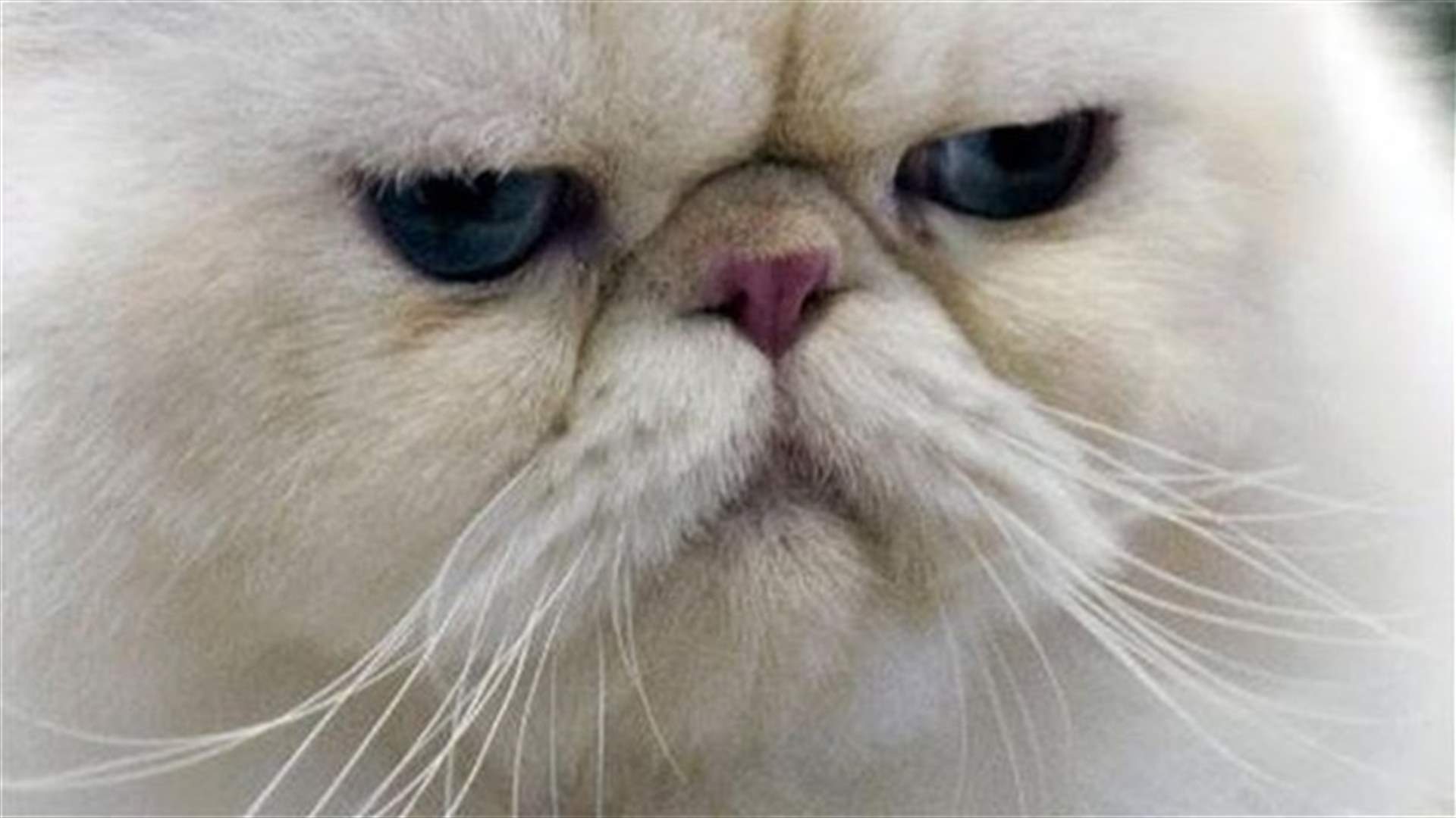 Couple attacked by cat say they'll get it help