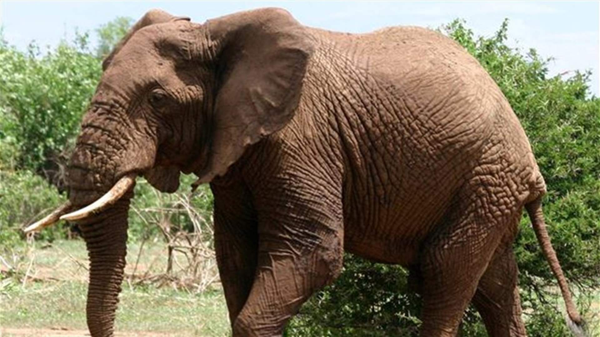 Elephants can gauge threat from human voices, study finds