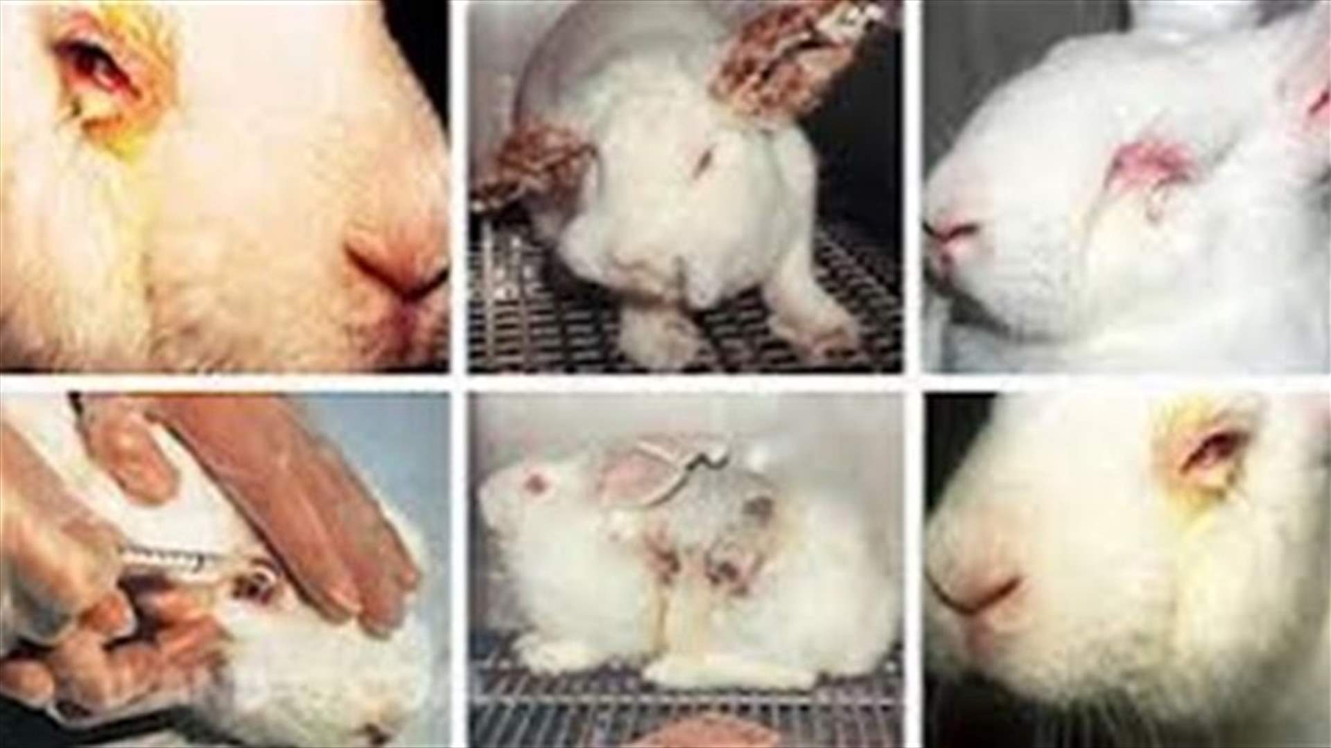 Stop Animal Testing! 