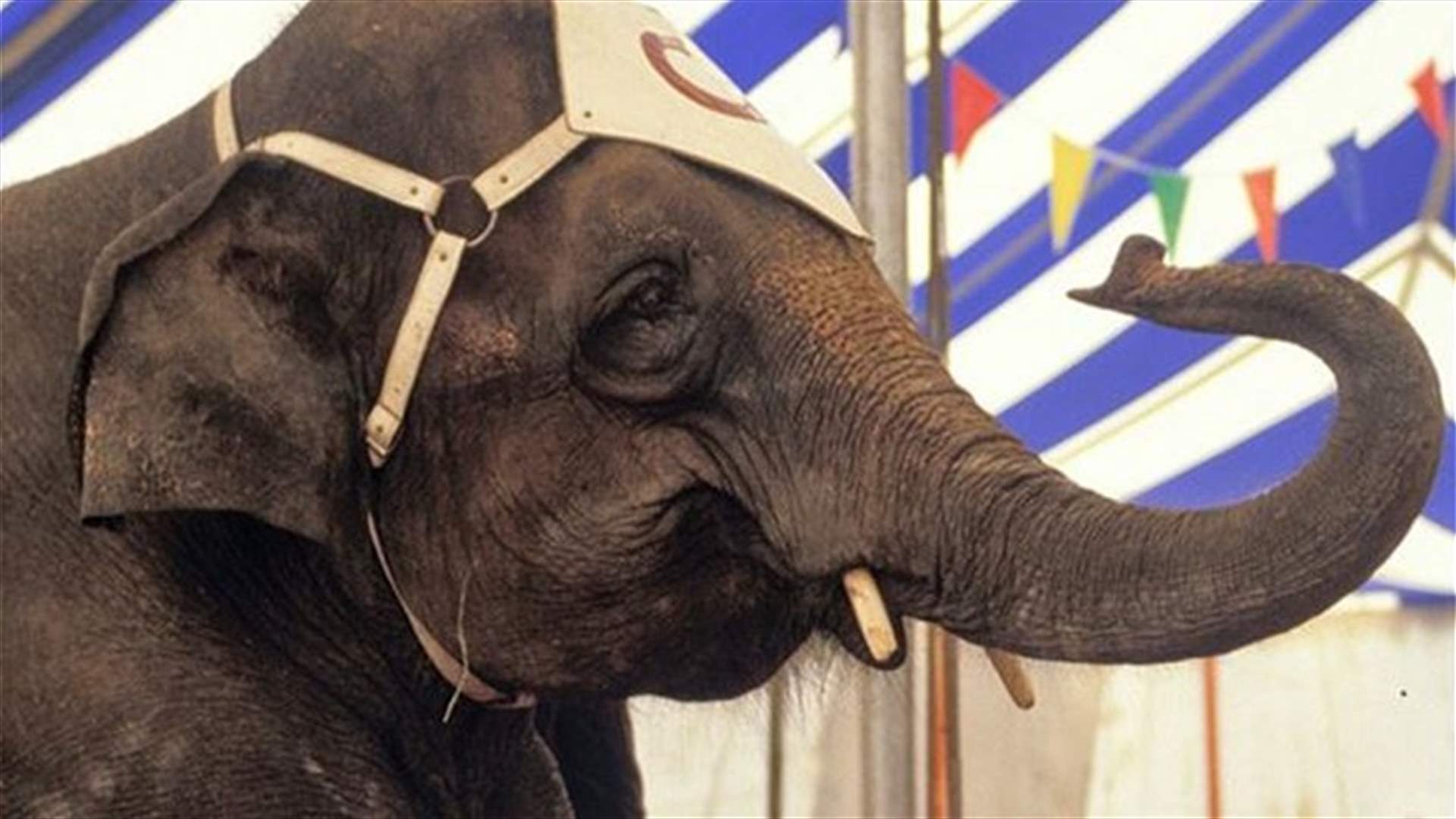 ثلاثة فيلة تهرب من سيرك وتتلف عربتين