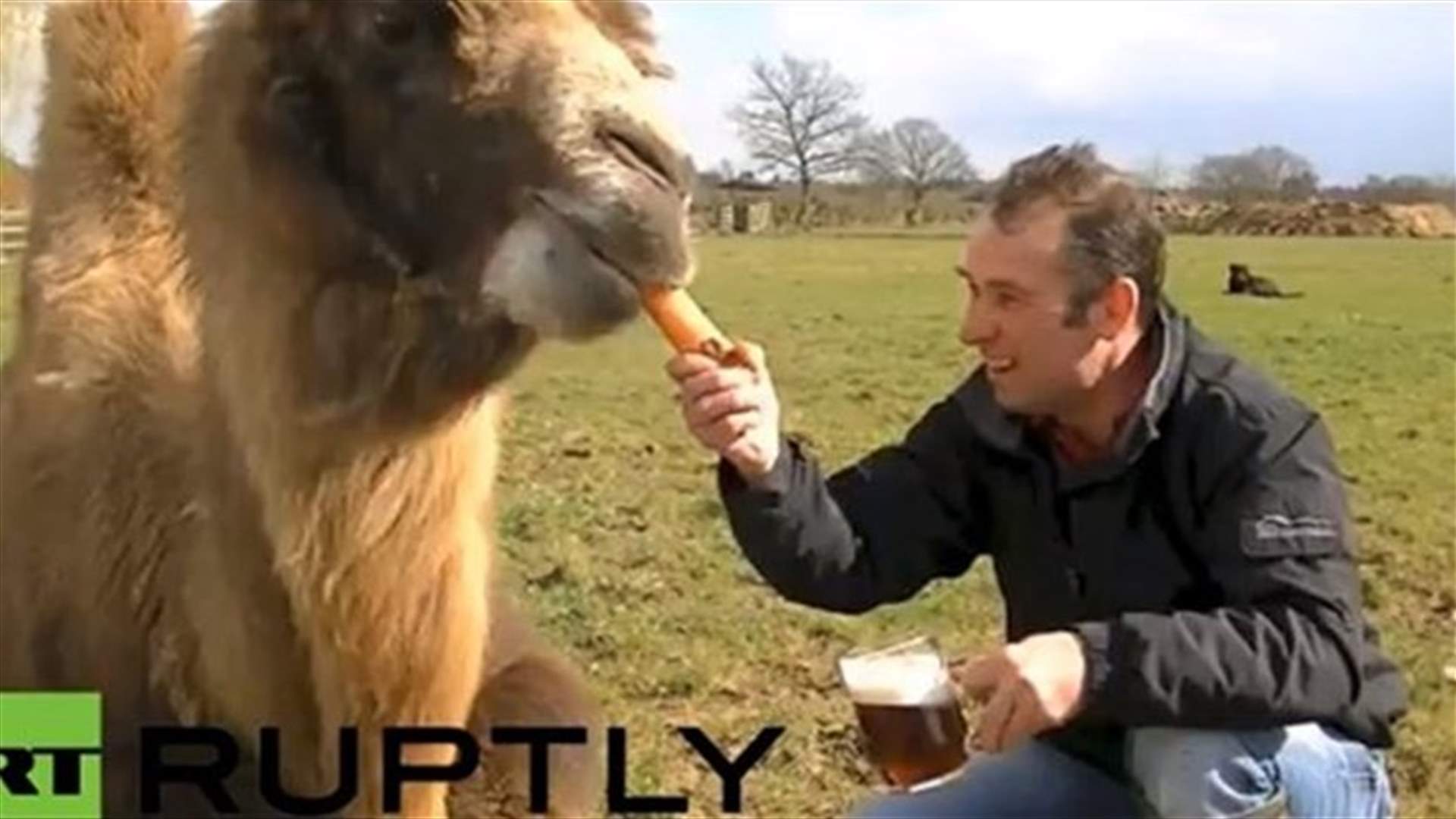 VIDEO: Meet Jeffrey, the beer-drinking camel