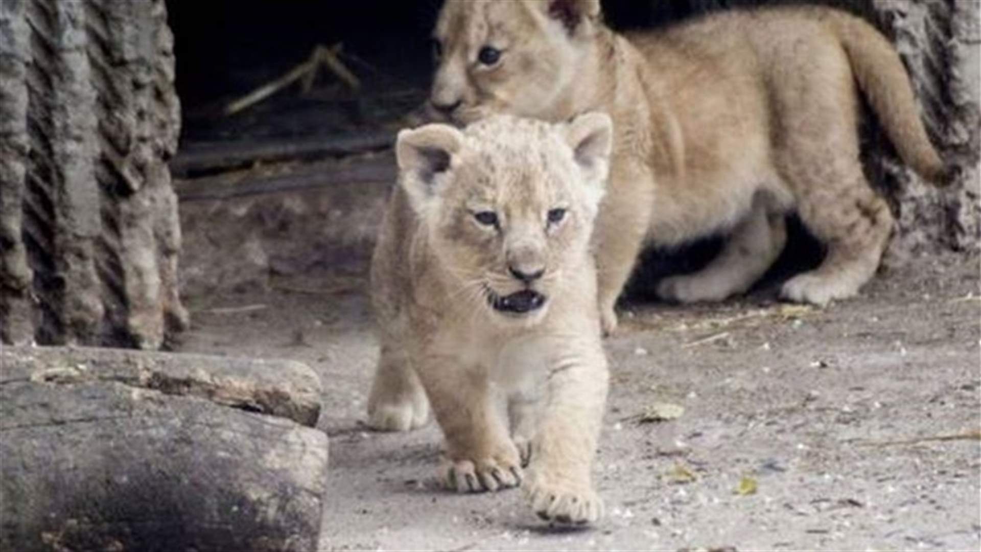 After giraffe uproar, Copenhagen zoo kills 4 lions