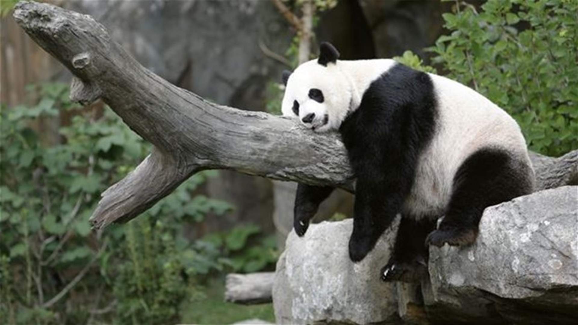 Bamboo-munching giant panda also has a sweet tooth