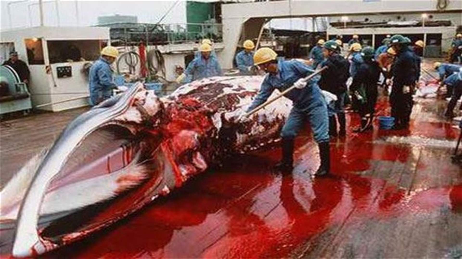 World court rules Japan's whaling not for scientific ends, revokes permits