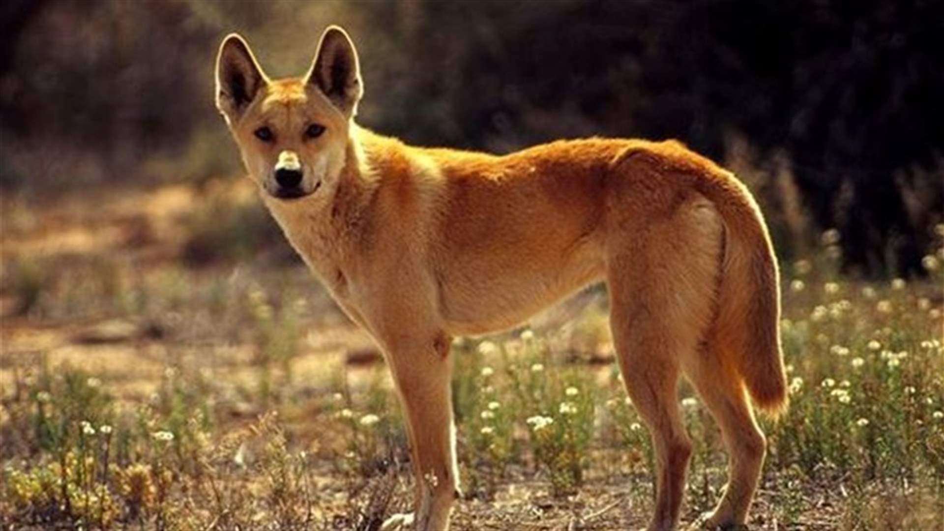 Australia's dingo is a unique species, study shows