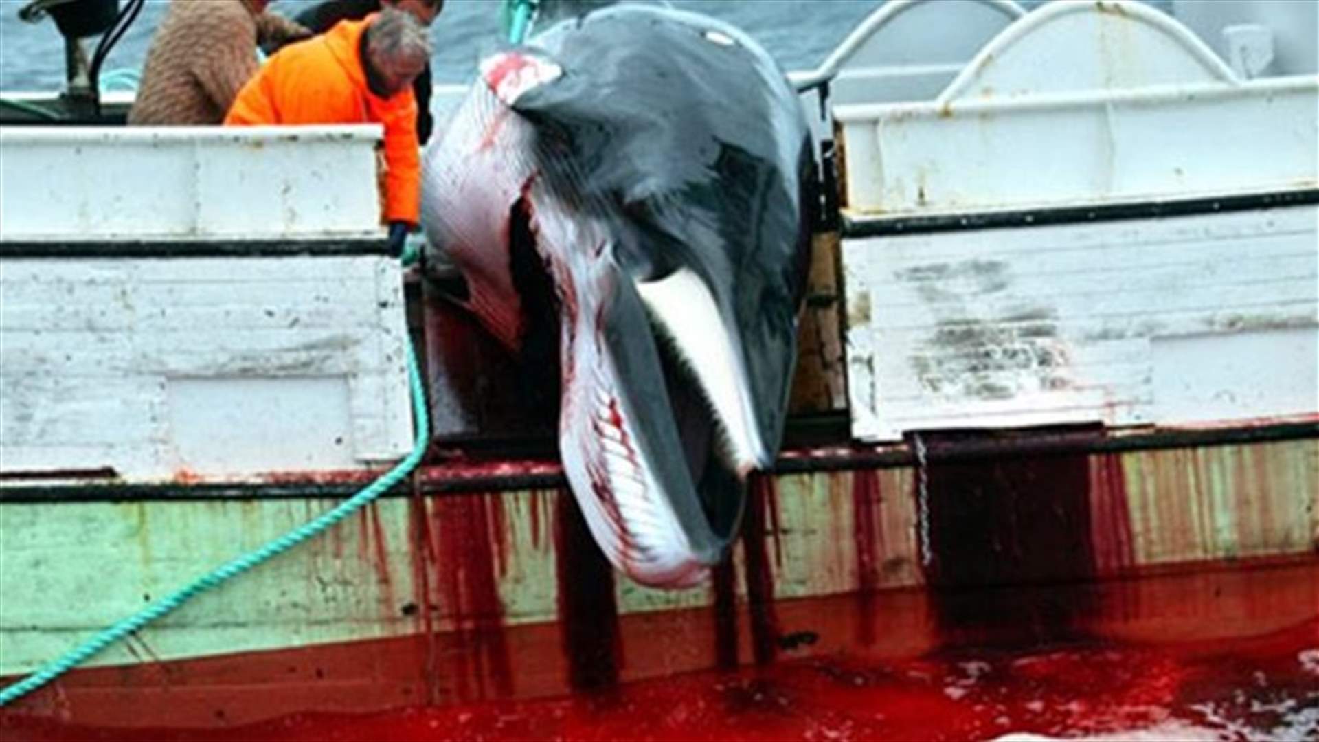 Japan may suggest smaller whale catch after ICJ blow