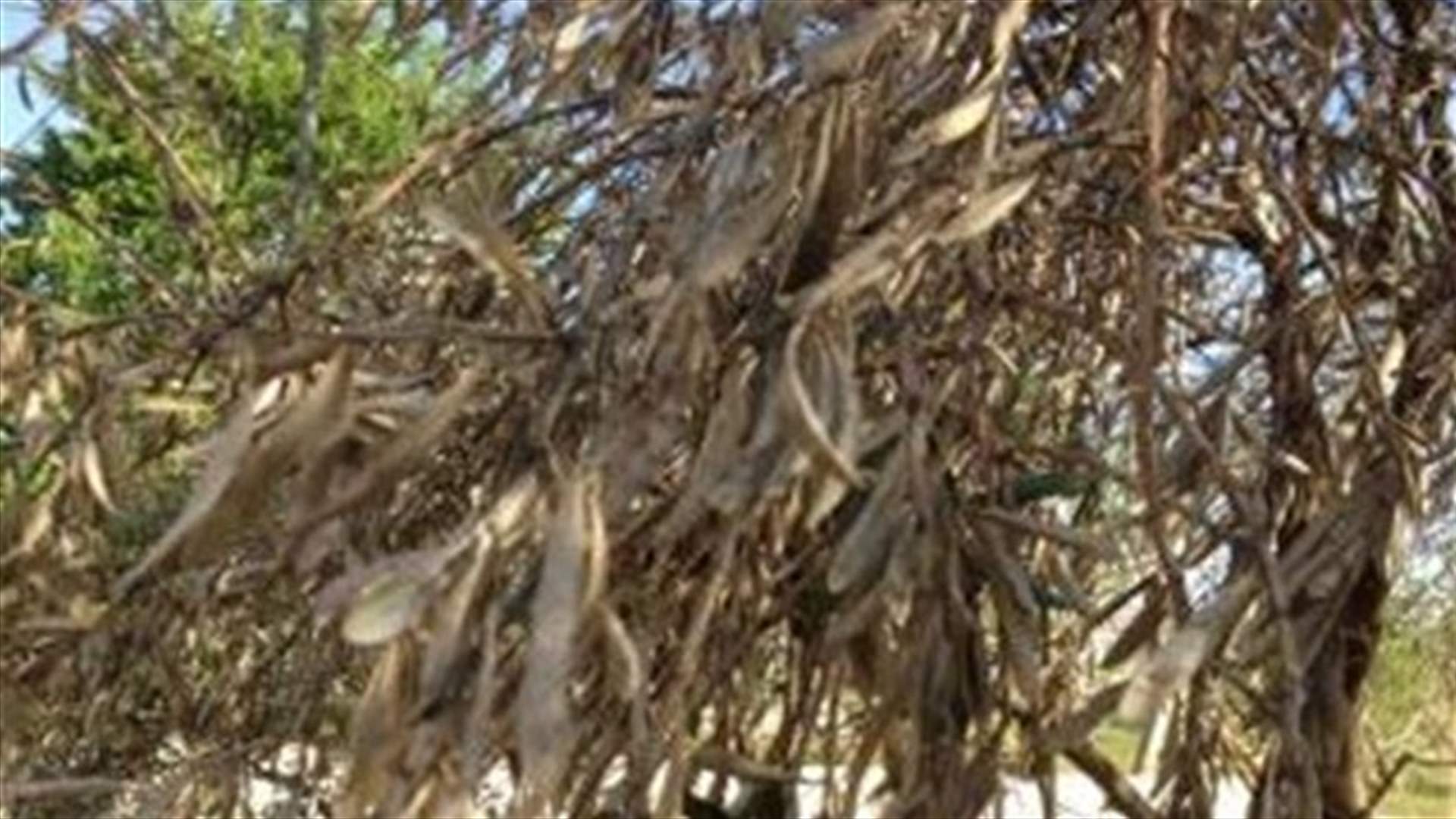موجة من الصقيع تضرب البقاع وتتلف براعم الأشجار المثمرة