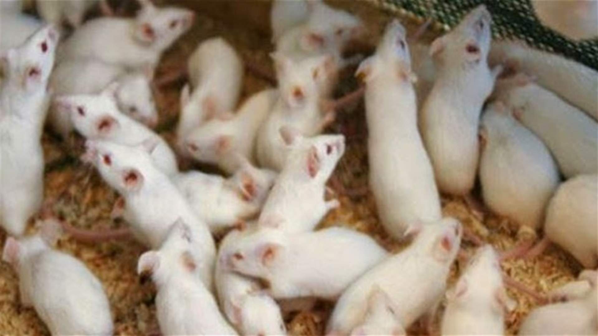 Philadelphia police investigate love triangle rat attack