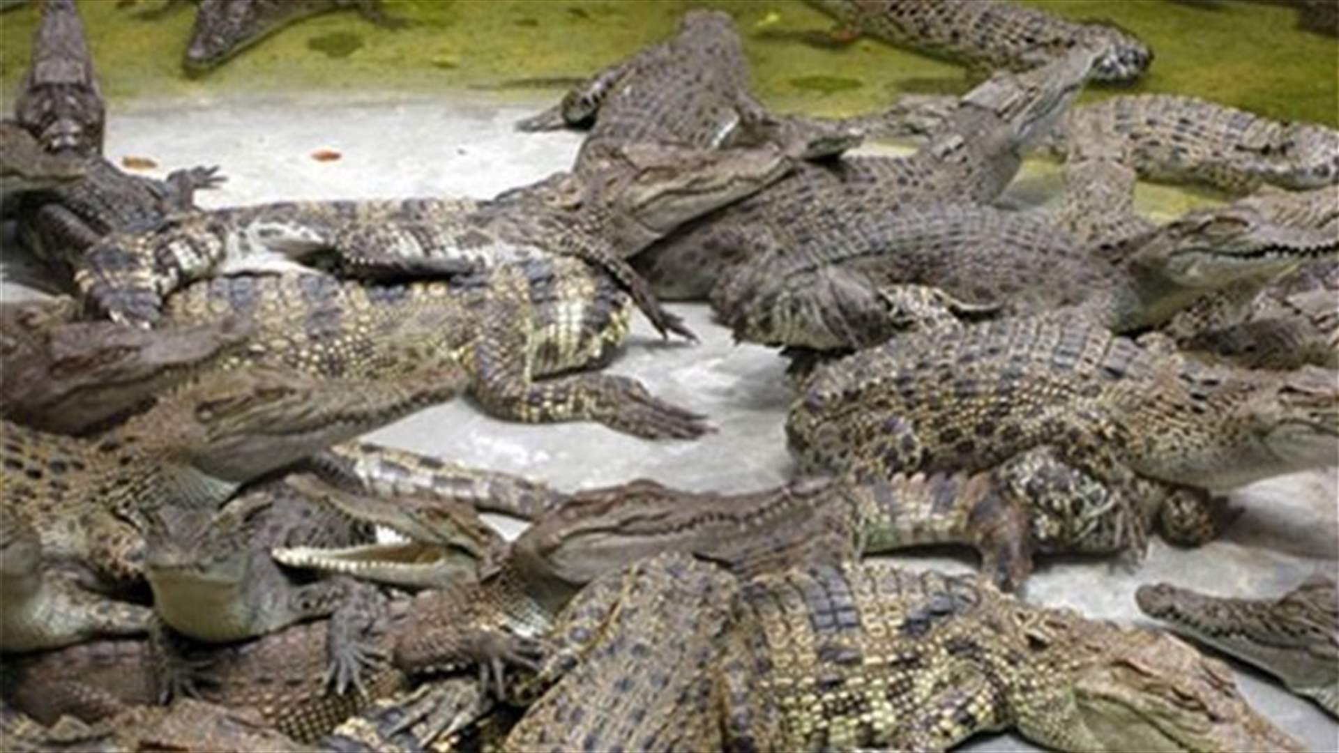 Zimbabwe crocs go veggie for high fashion