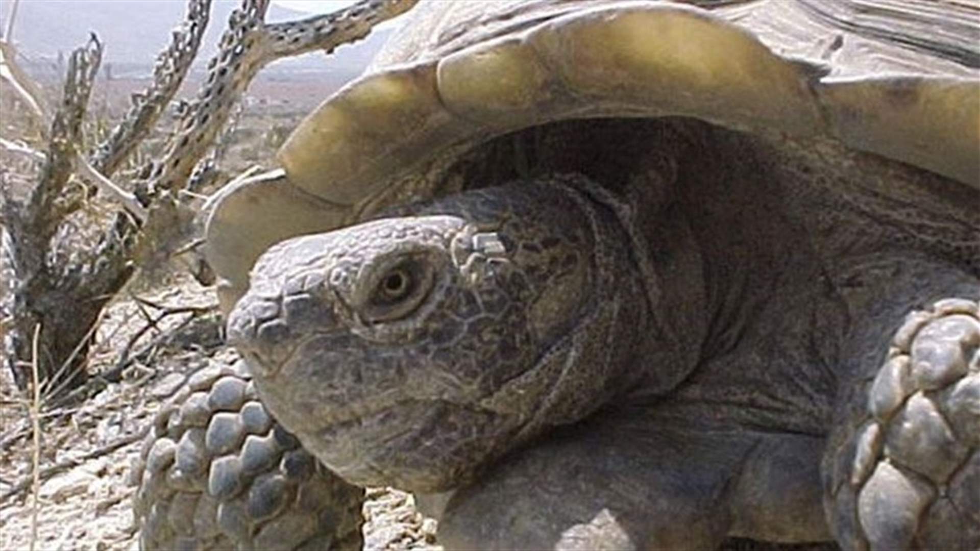 Climate Changes to Result in Bird, Reptile Shifts