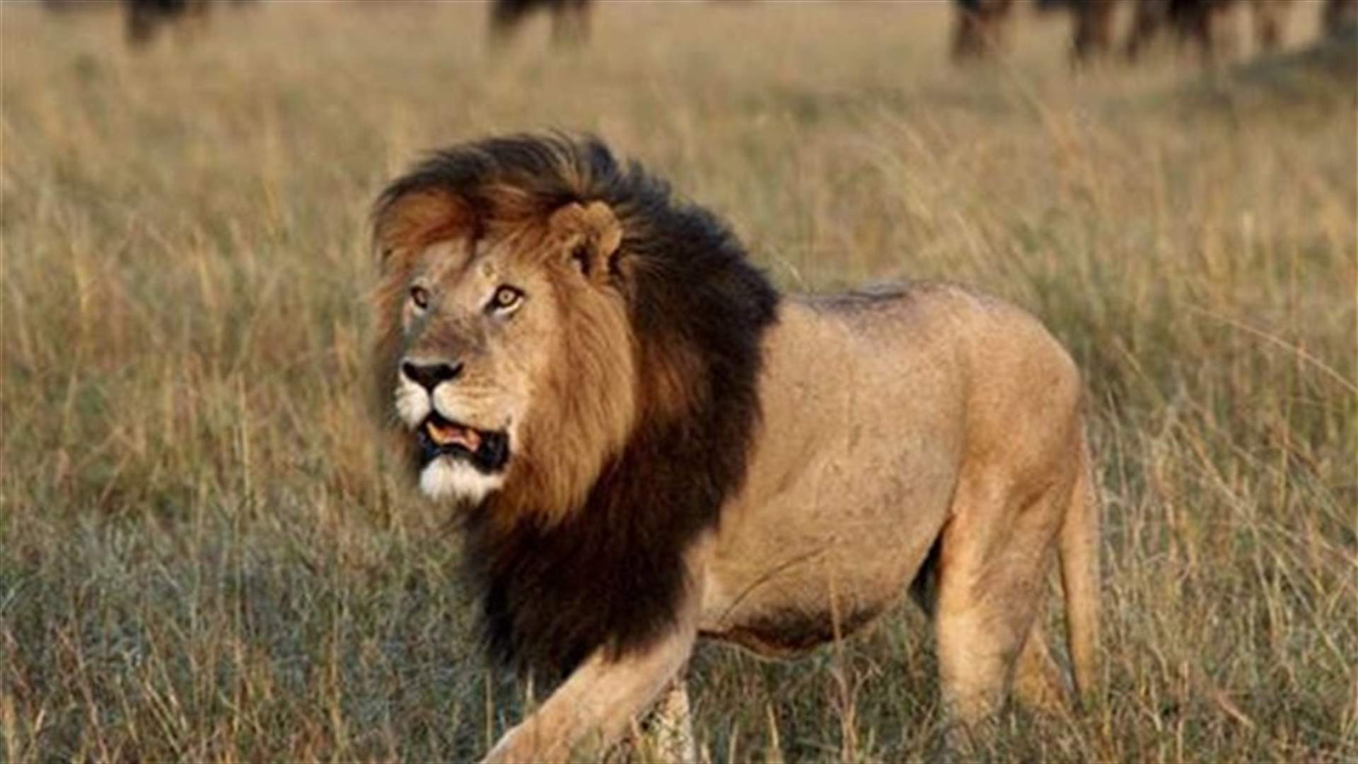 Lion dies in Hungary zoo from anthrax-infected meat