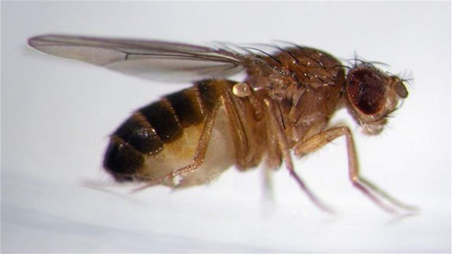 Shoo fly: pesky insect escapes using fighter jet maneuvers