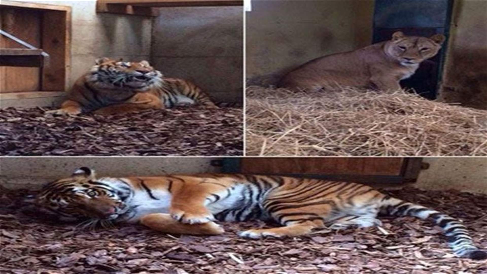 REPORT: Lion and two tigers smuggled into country rescued by Animals Lebanon 