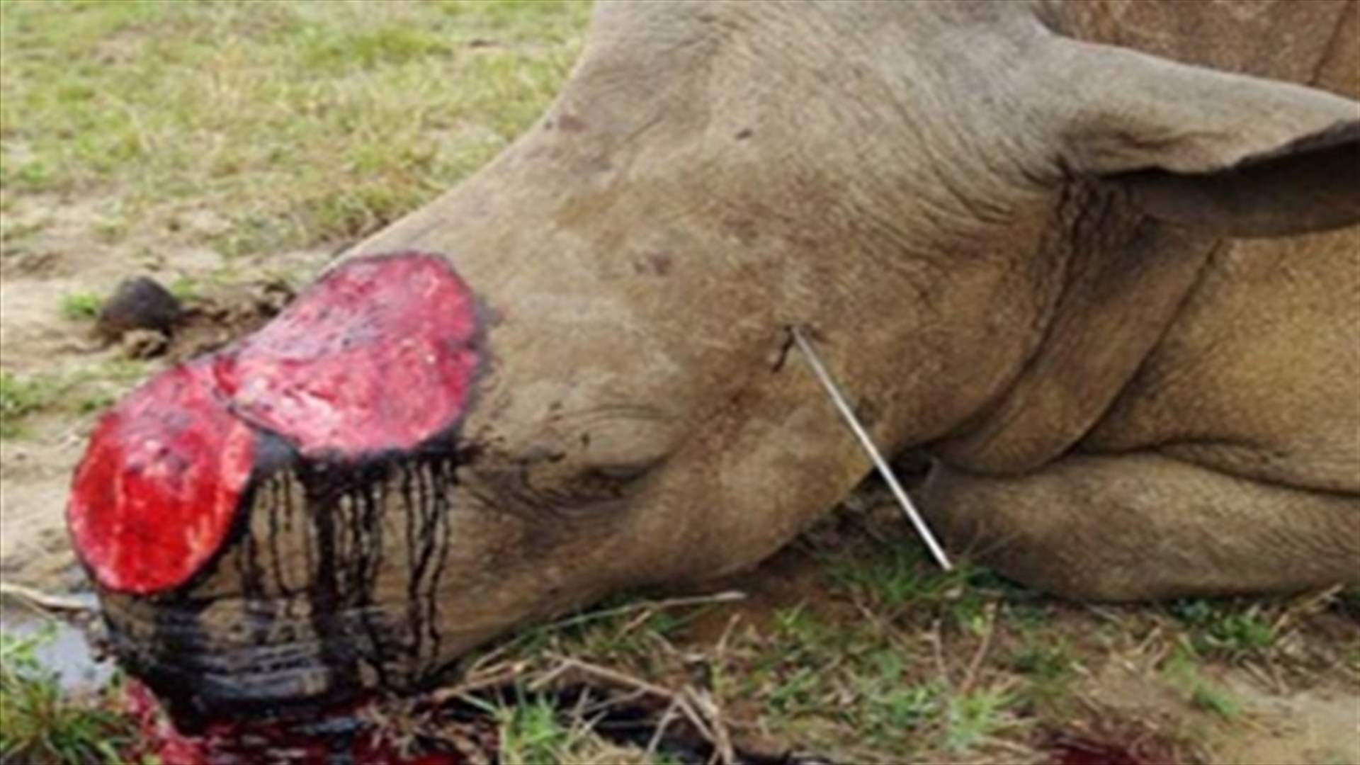 Record poaching as rhino horn prices exceed gold