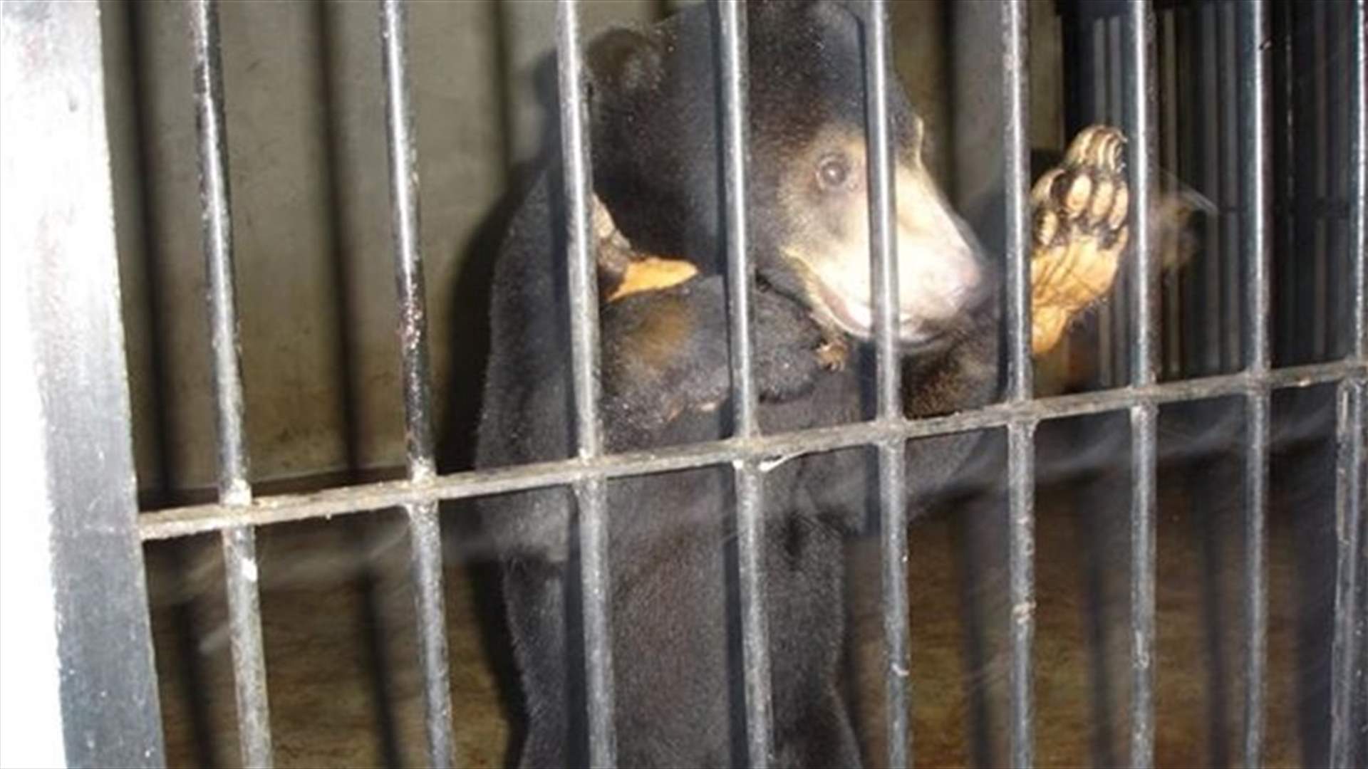 Animal welfare group plans largest rescue of Chinese bile bears