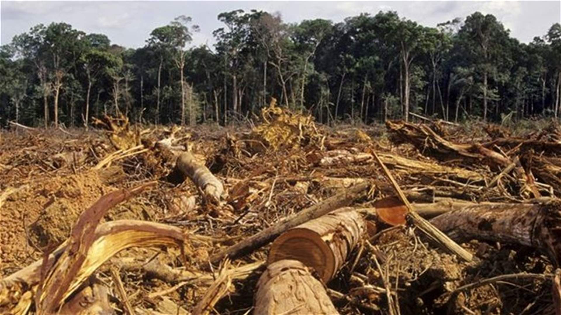 Killing of environmental activists rises globally