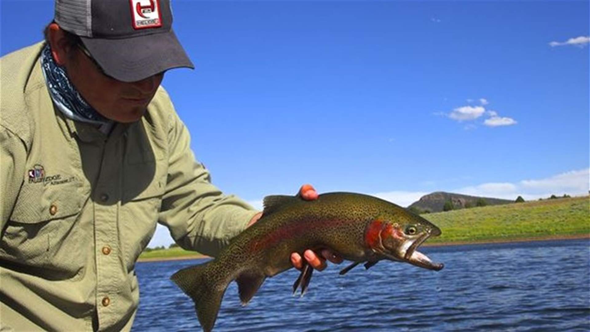 Increased CO2 levels make fish unafraid of predators