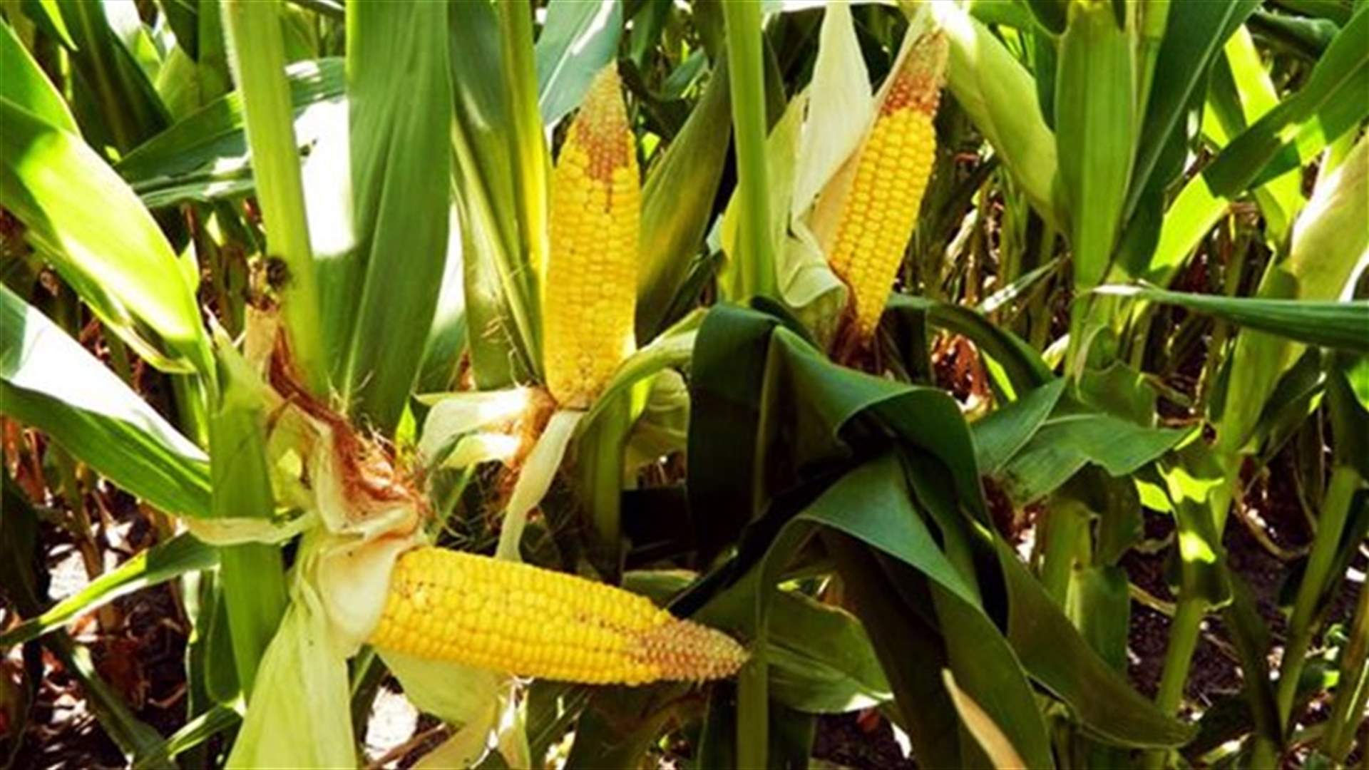French parliament bans cultivation of genetically modified maize