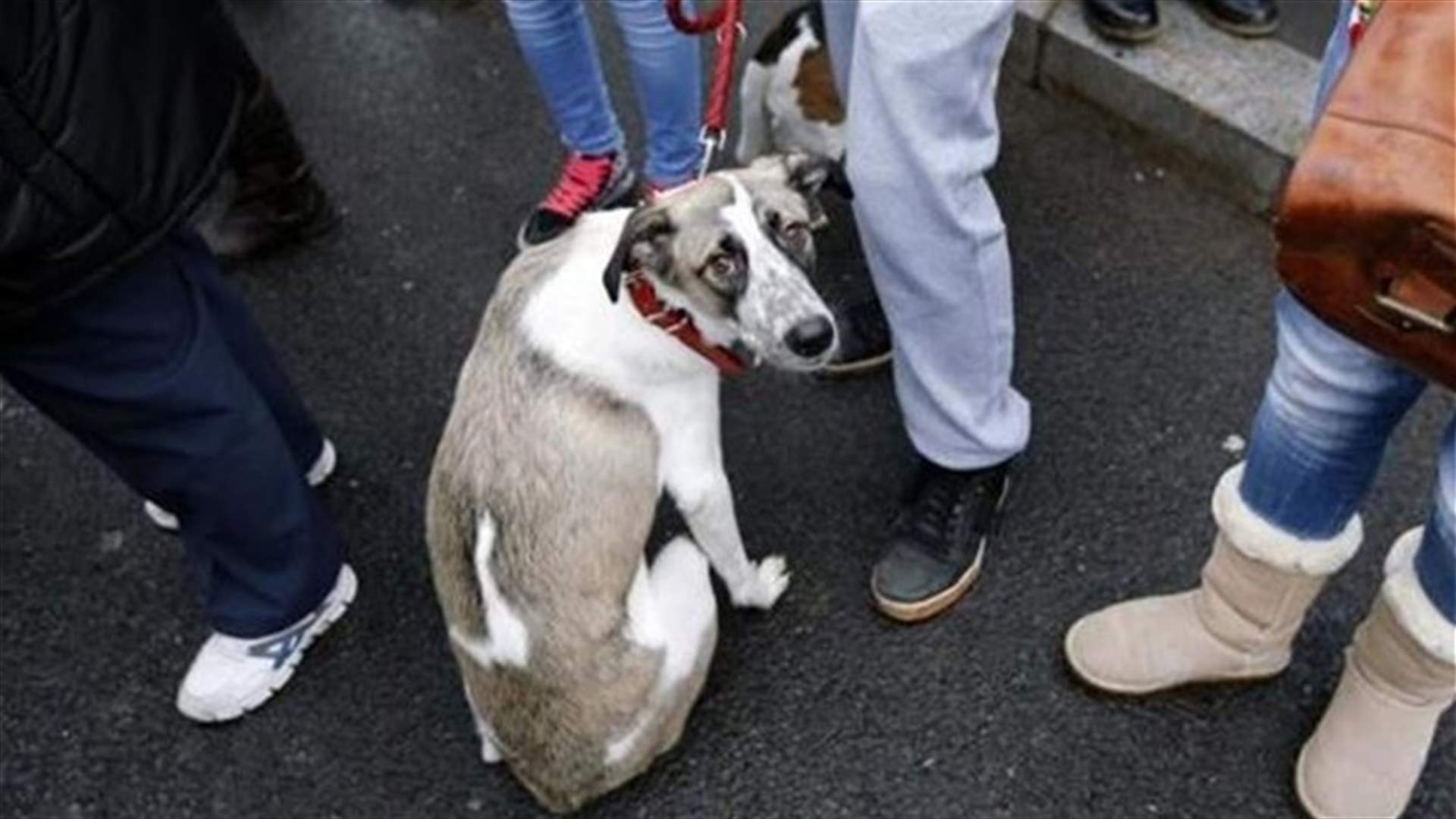 13-year-old teenager uses Facebook to save stray dogs
